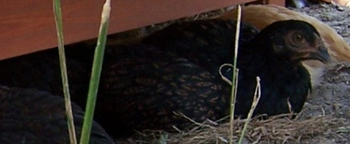 Dark Cornish hen
