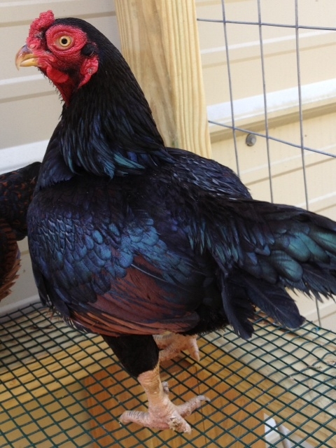 Dark Cornish roo 8 months old