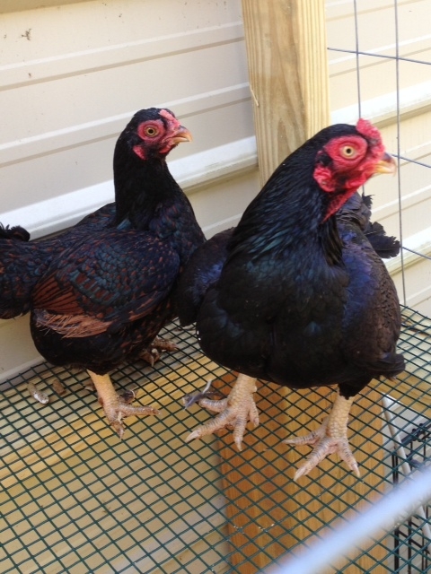 Dark Cornish roo and pullet 8 months old