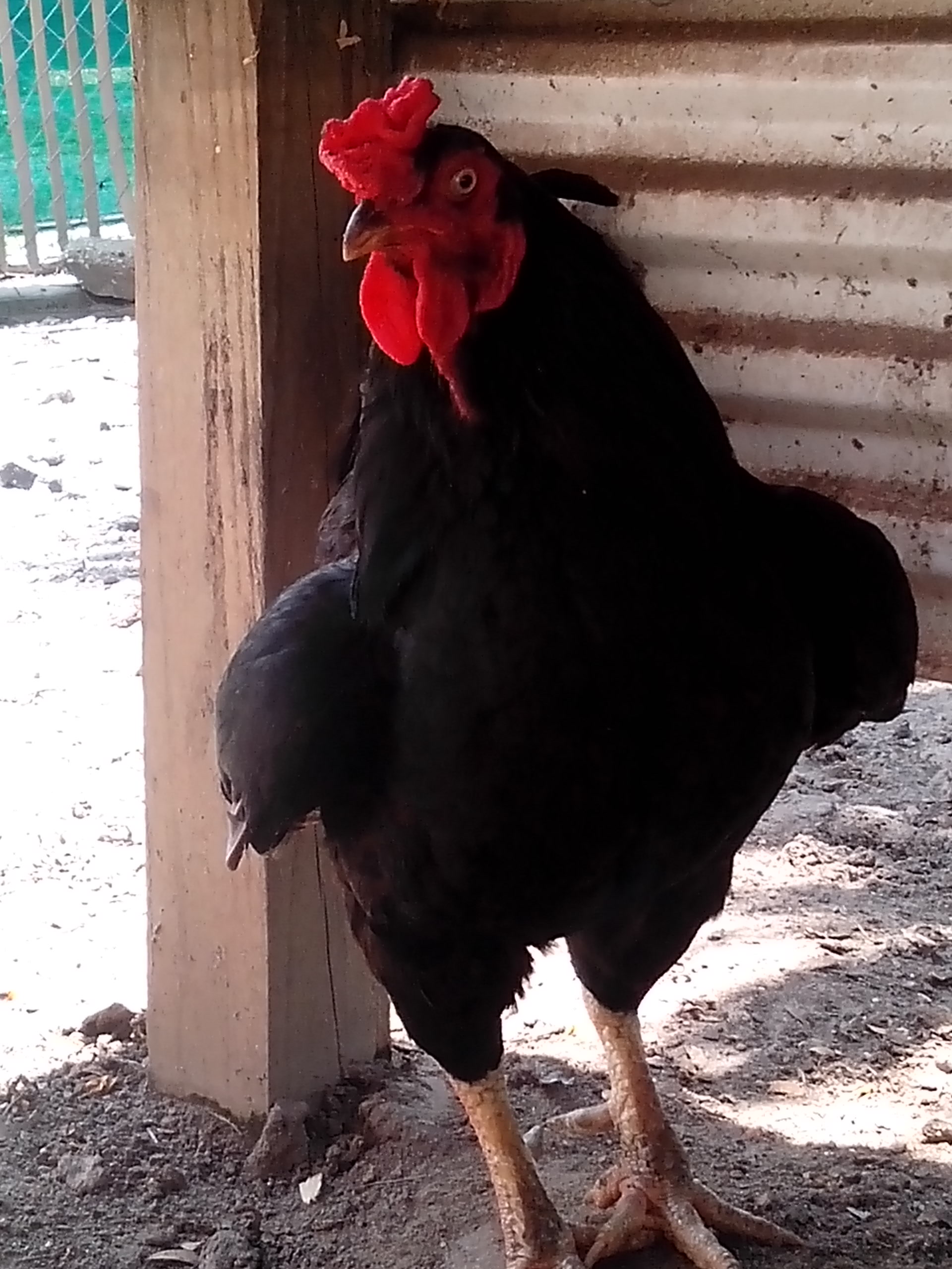 Dark Cornish rooster,1 year old Pretty Boy getting ready to attack!
