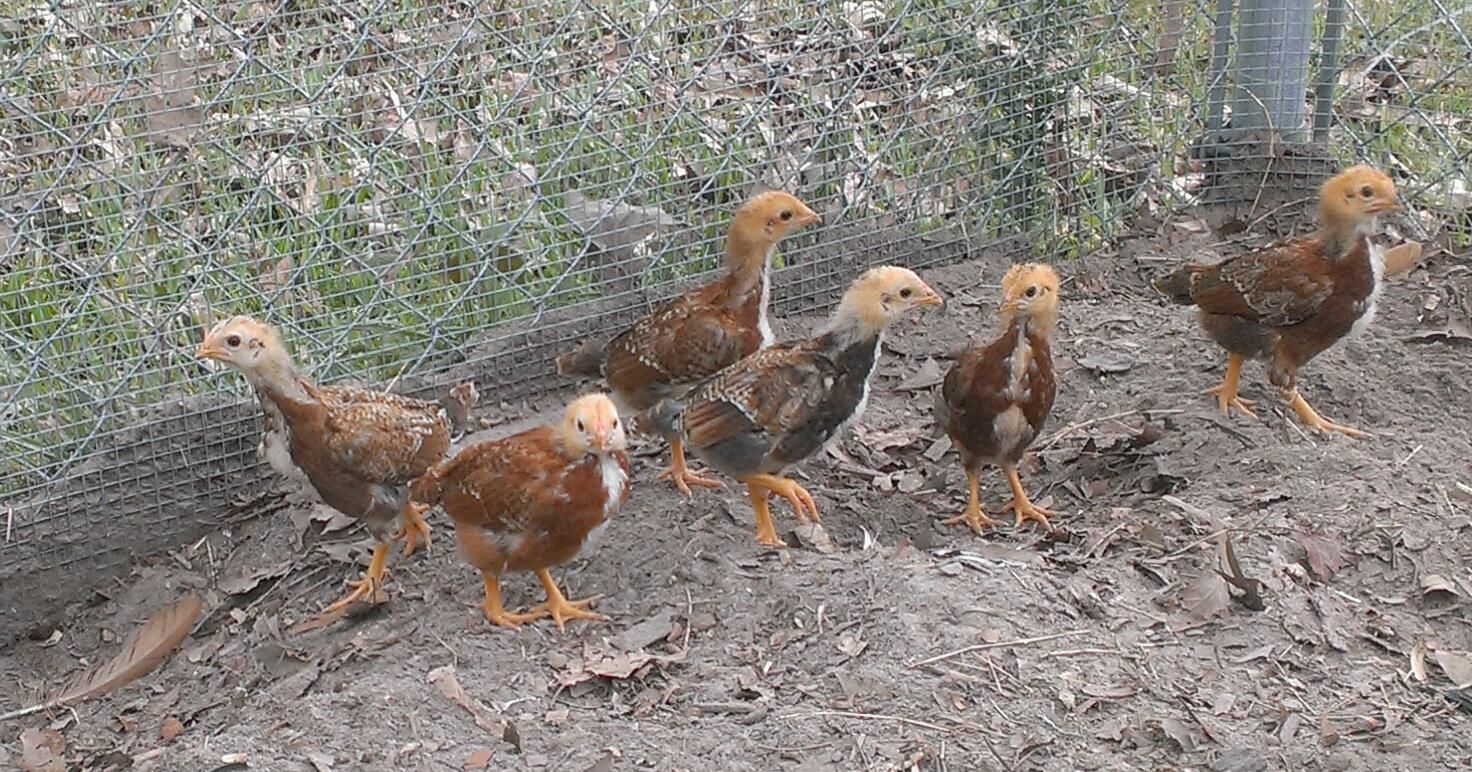 Dark Cornish Rooster, Production Red Hen, 4 week old chicks.