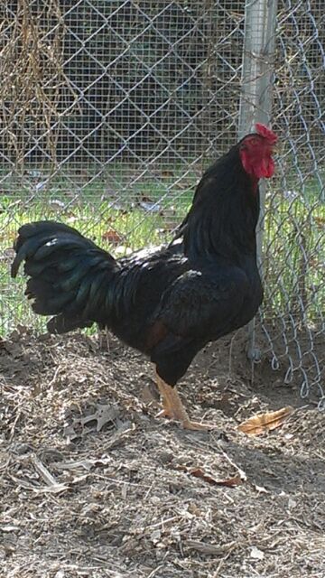 Dark Cornish Rooster.