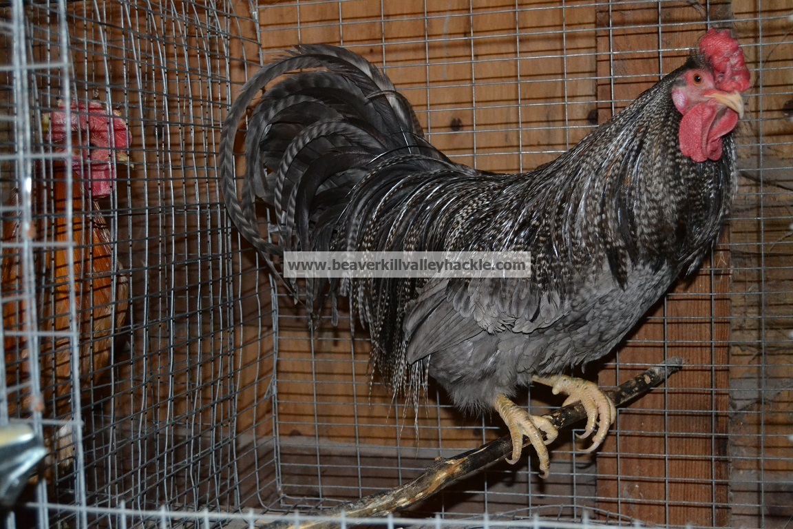 Dark Dun Grizzly Genetic hackle rooster
