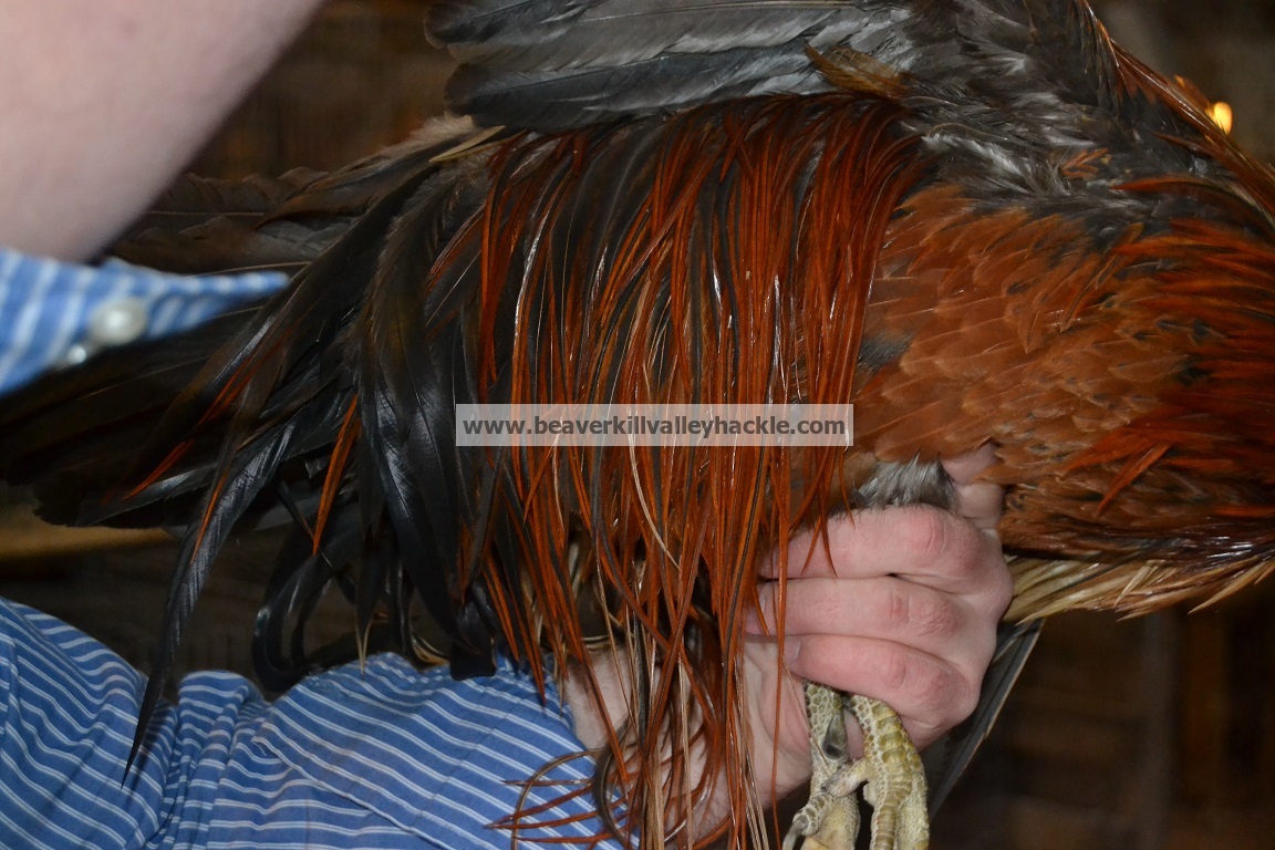 Dark Ginger genetic hackle rooster, shot of saddle hackles