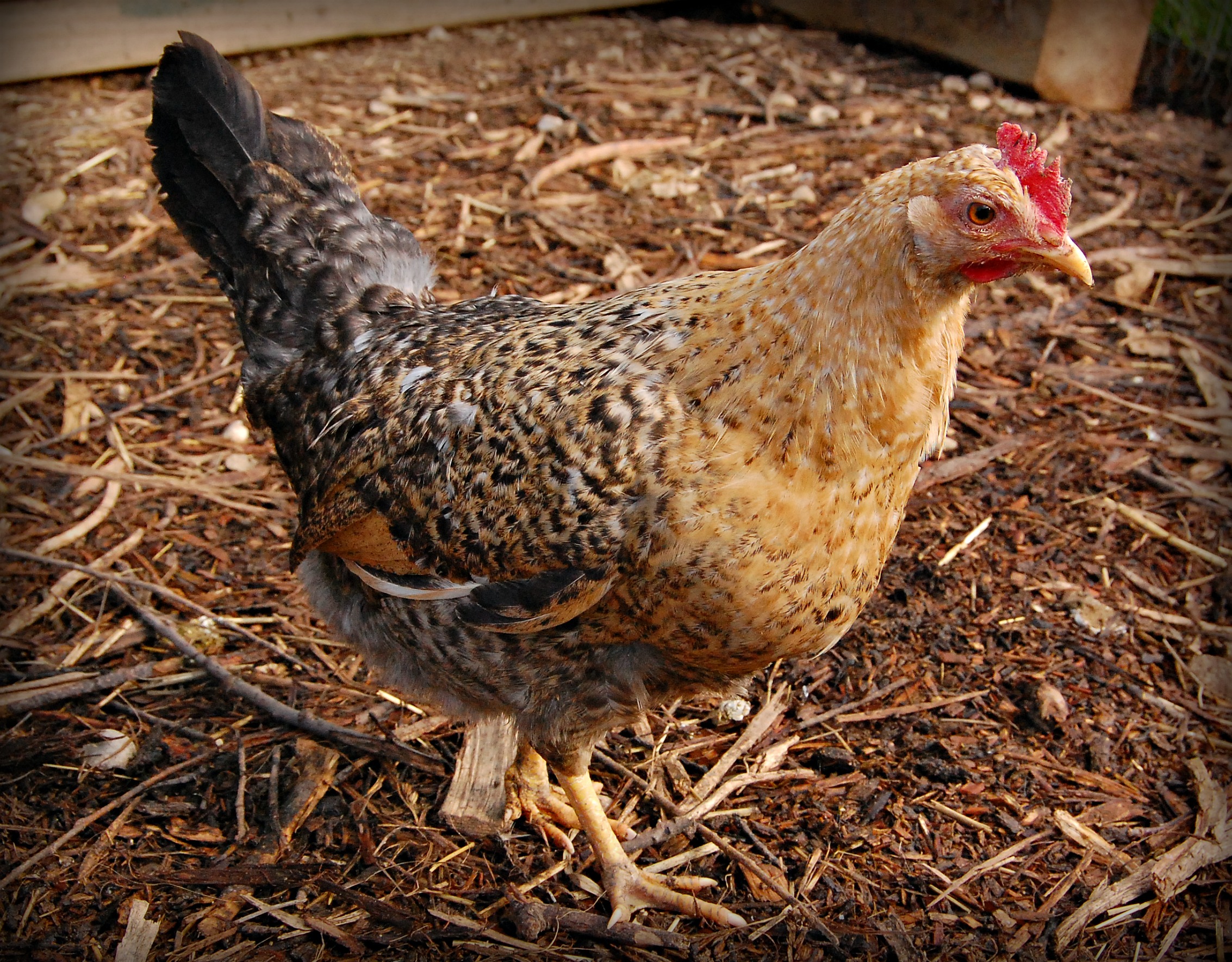 Dark pullet