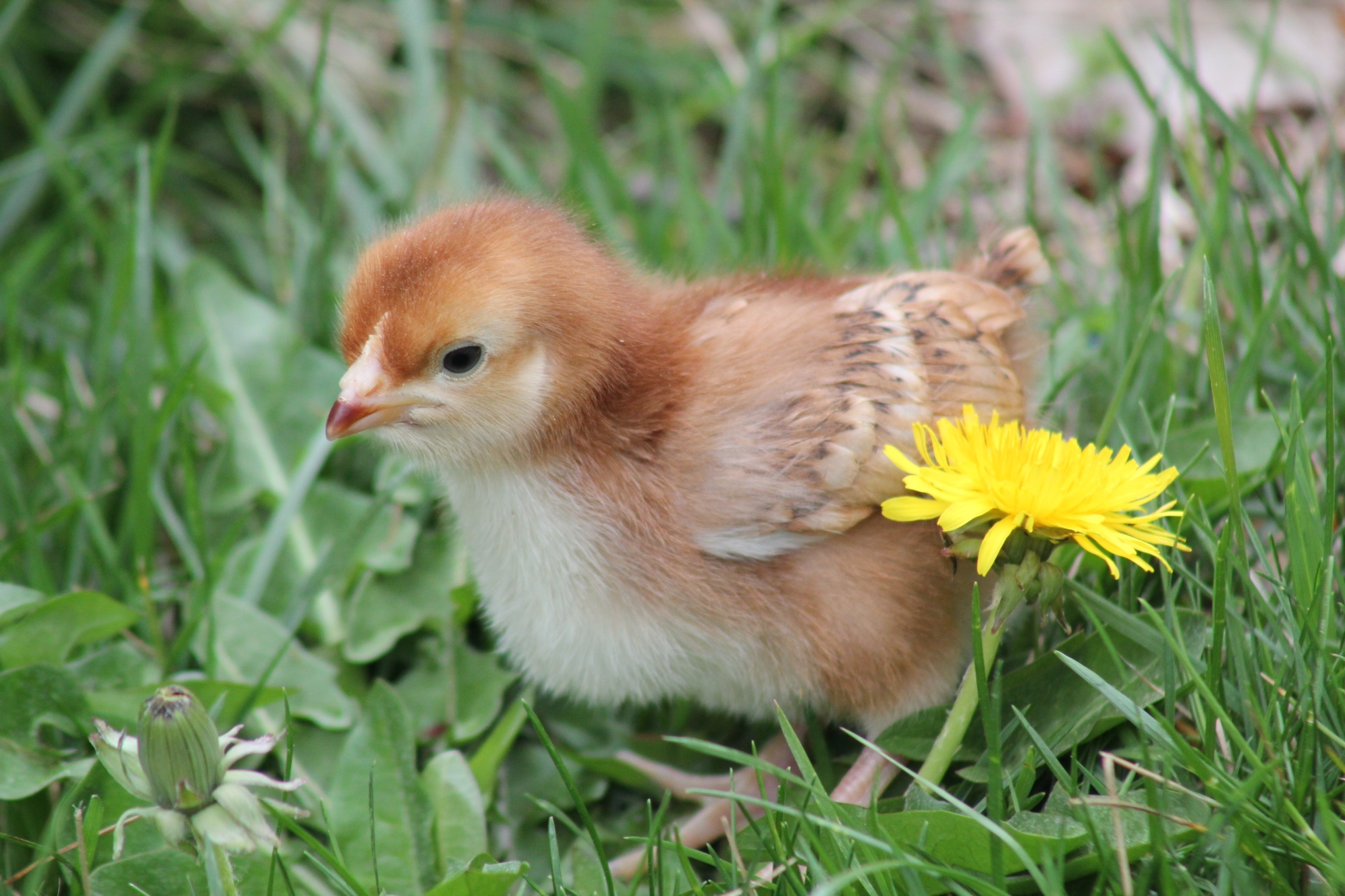 Dark Rhode Island Red (2 weeks old)