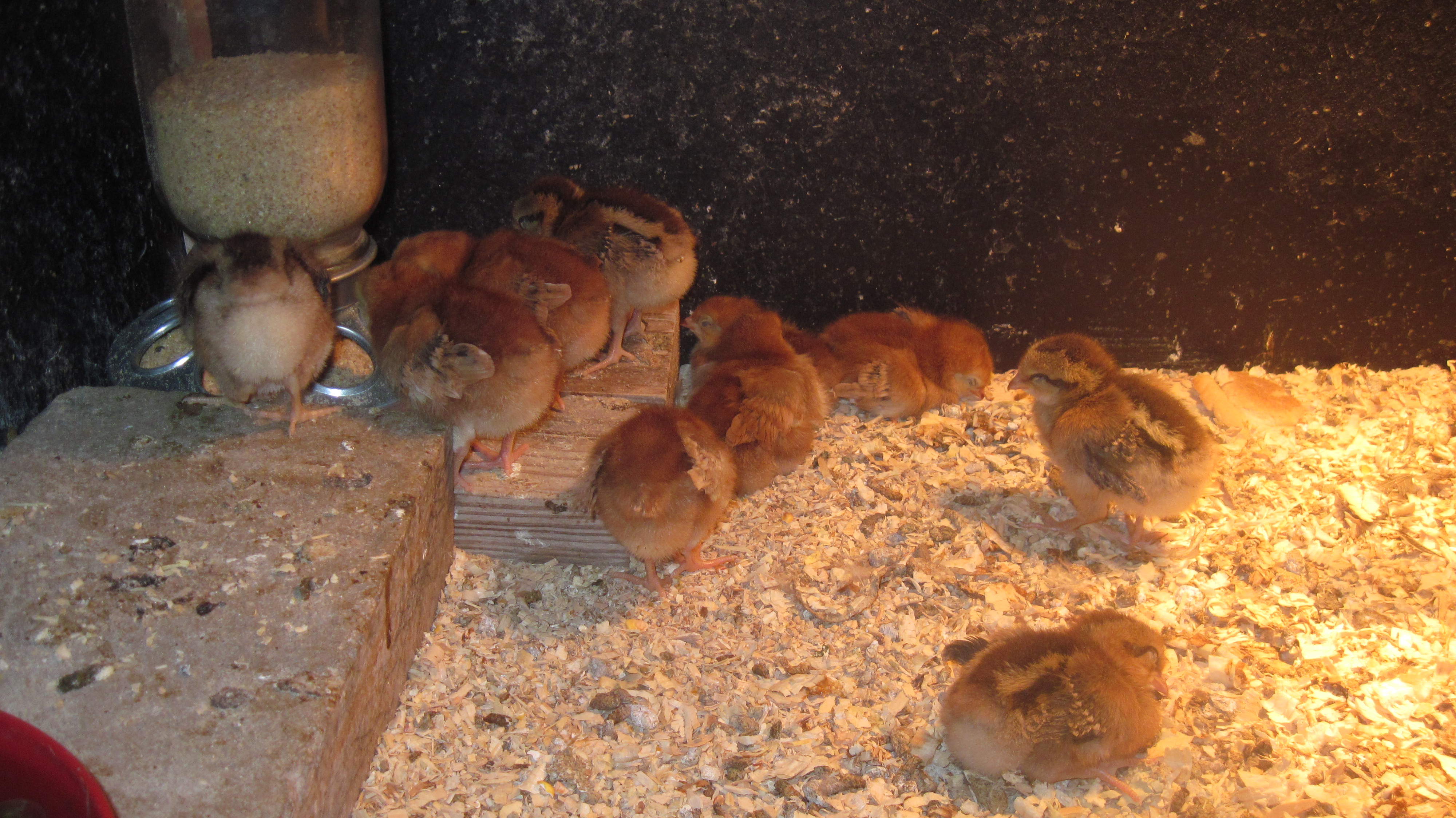 Dark RIR and Welsummer .Hatchery stock.