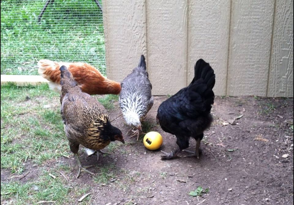Darker chick clique