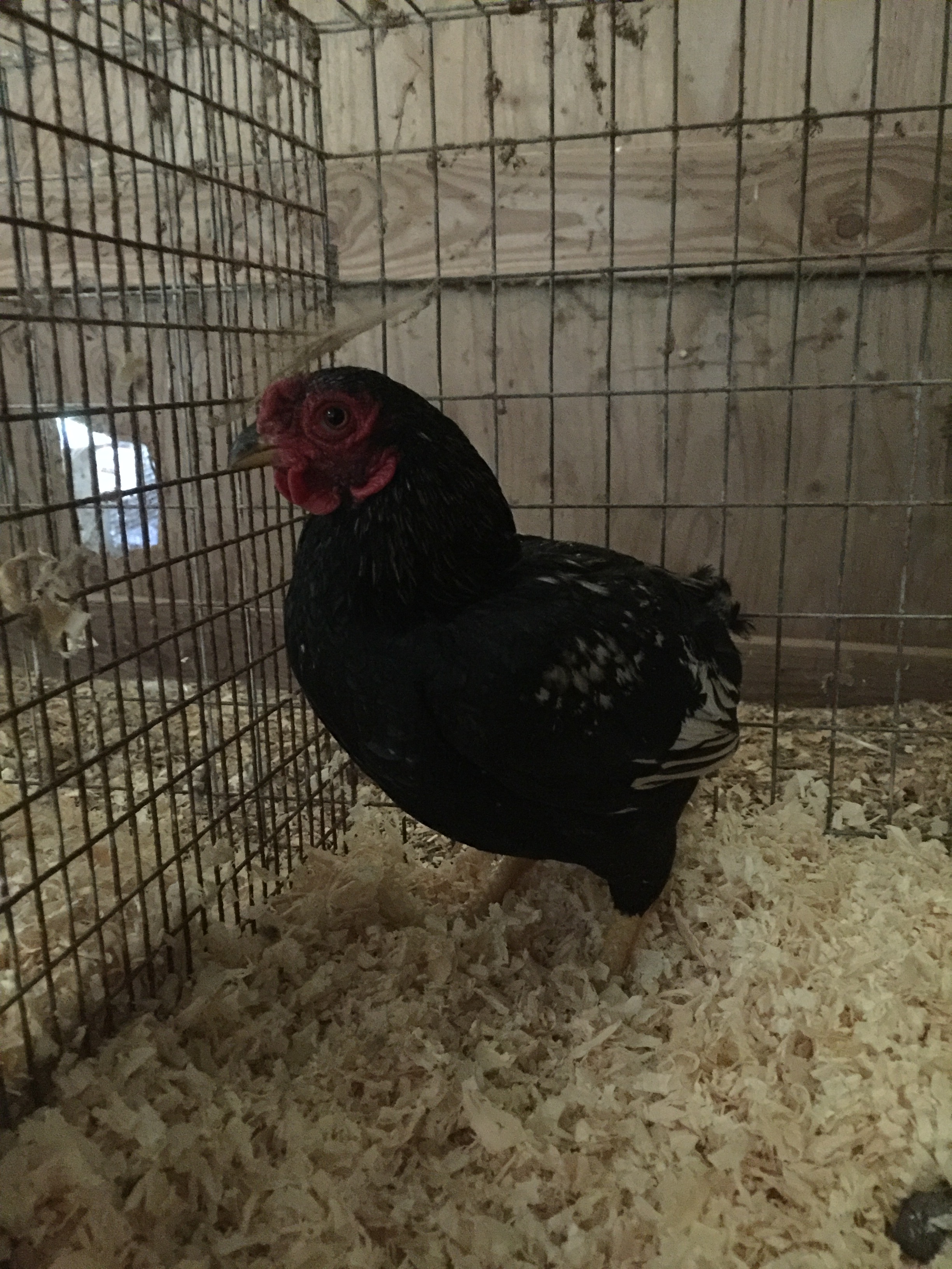 darker cockerel