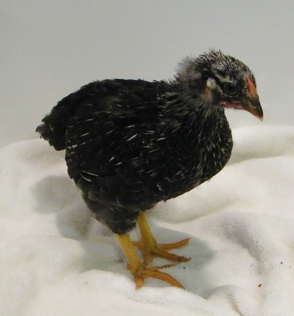 Darker Silver Laced Wyandotte @ 5 wks
