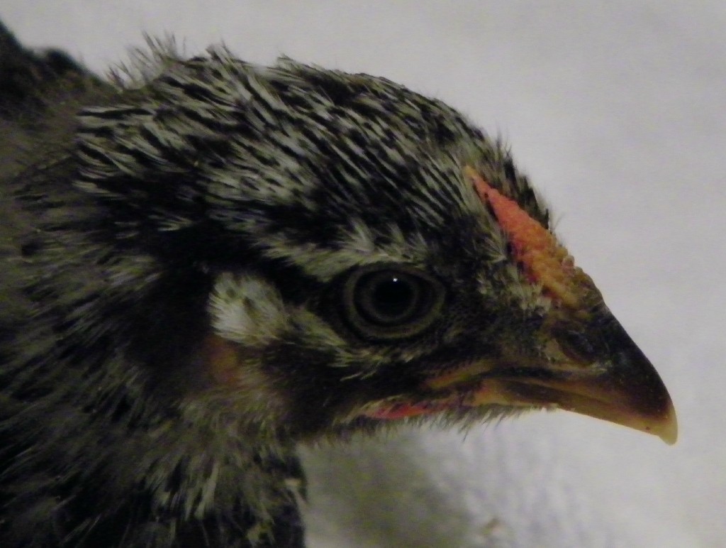 Darker Silver Laced Wyandotte @ 5 wks