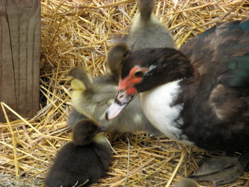 Darkwing and her babies.