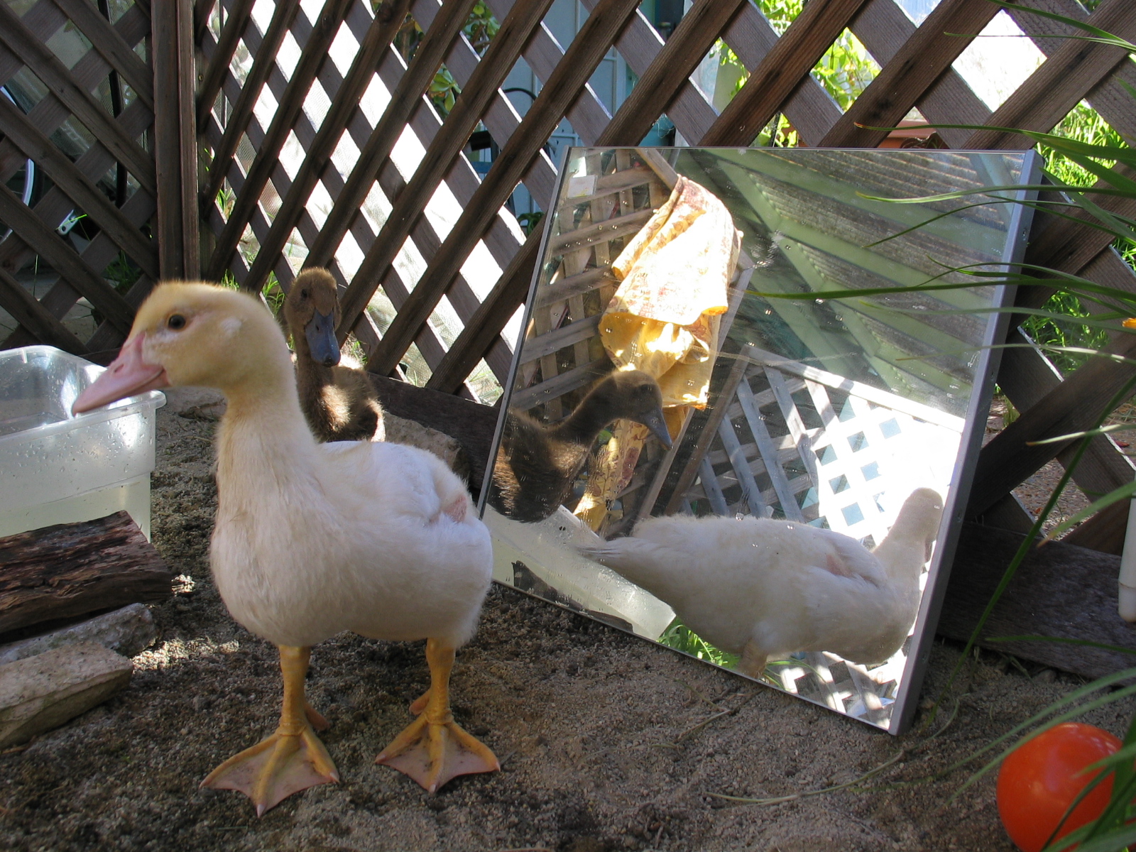 Darkwing in front, Negs in back. They love mirrors.