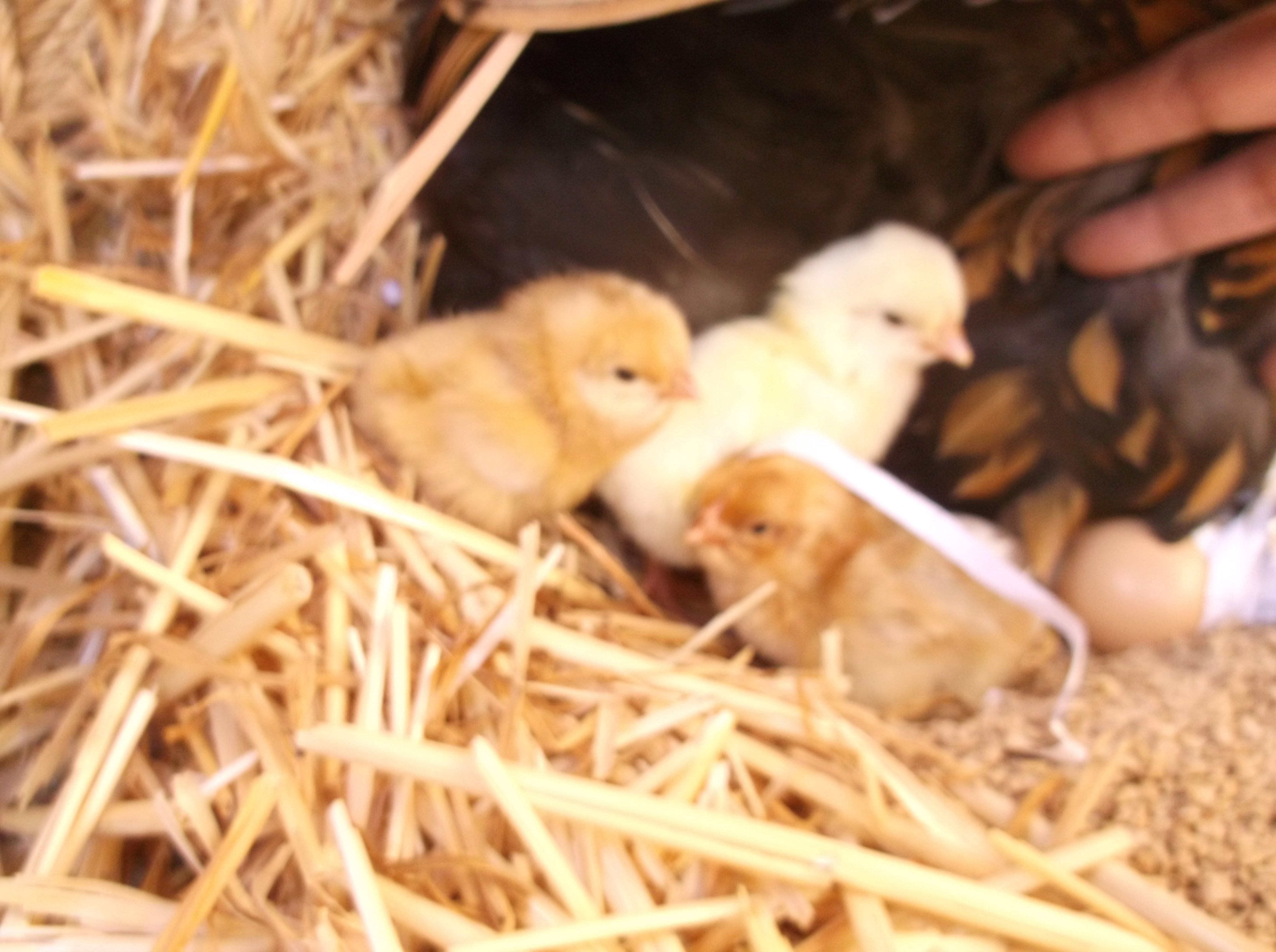 Darla hatched 3 eggs. The other eggs were no good.