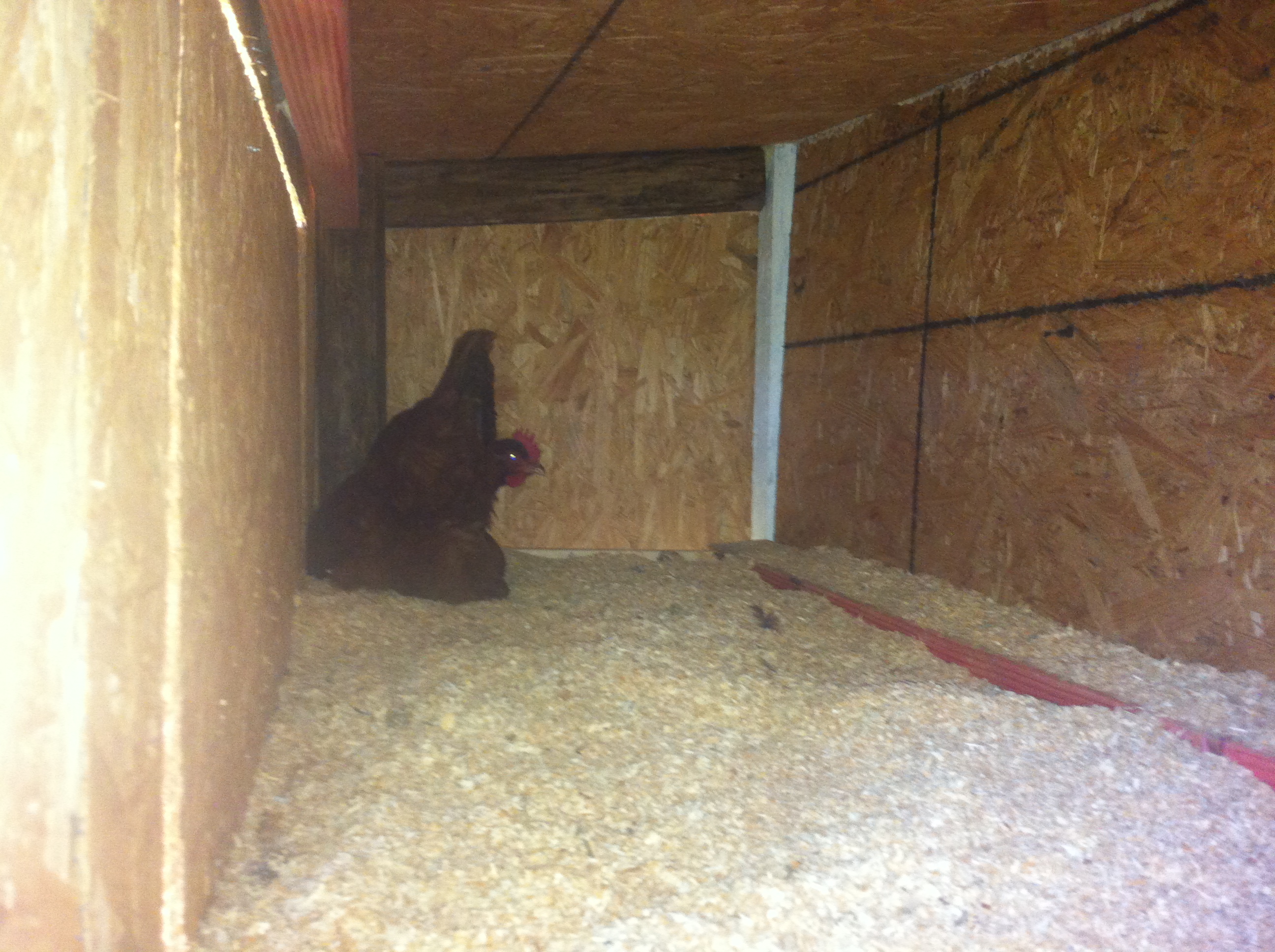 darla laying a egg