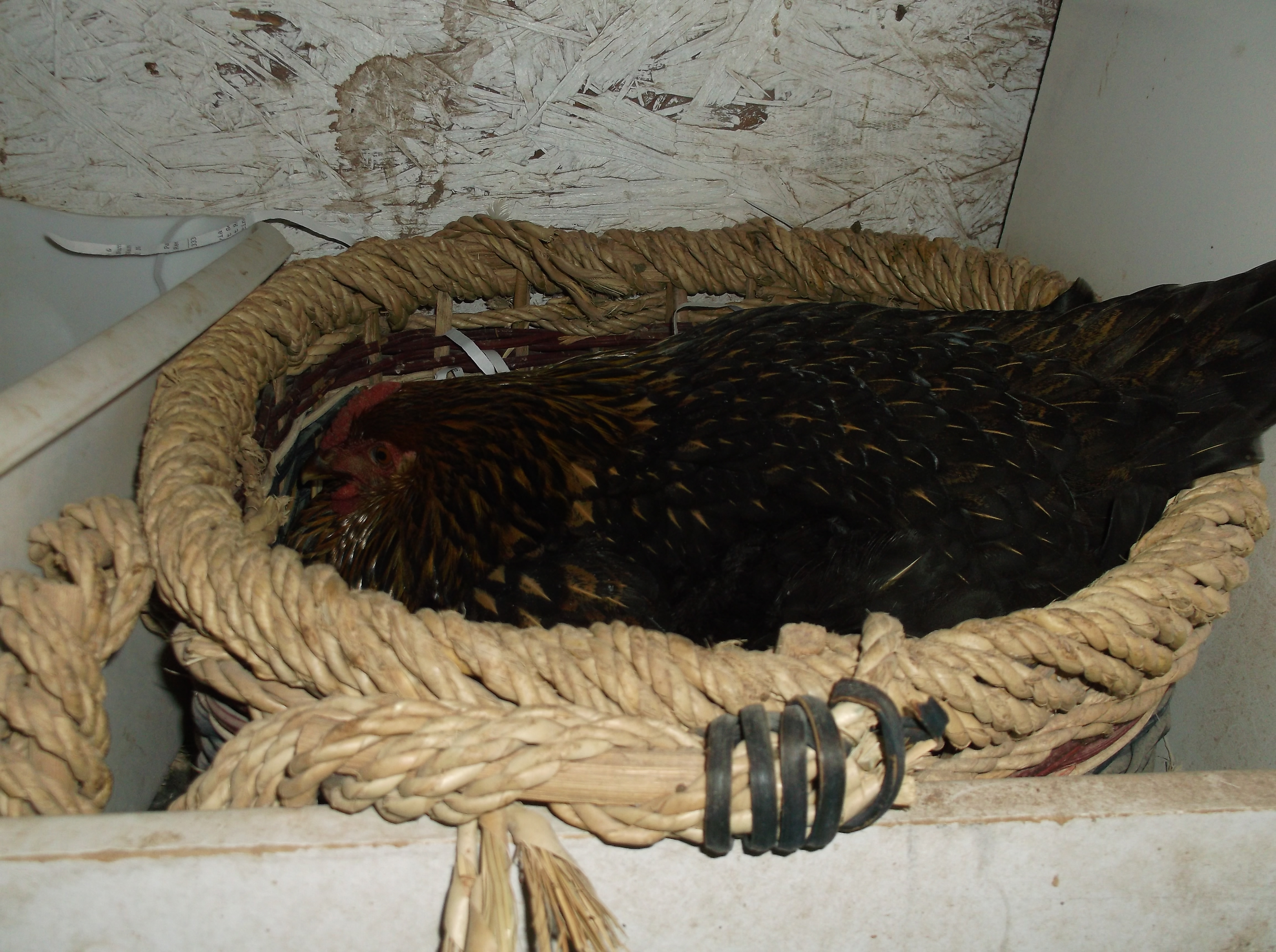 Darla sitting on 13 eggs. 10-22-14