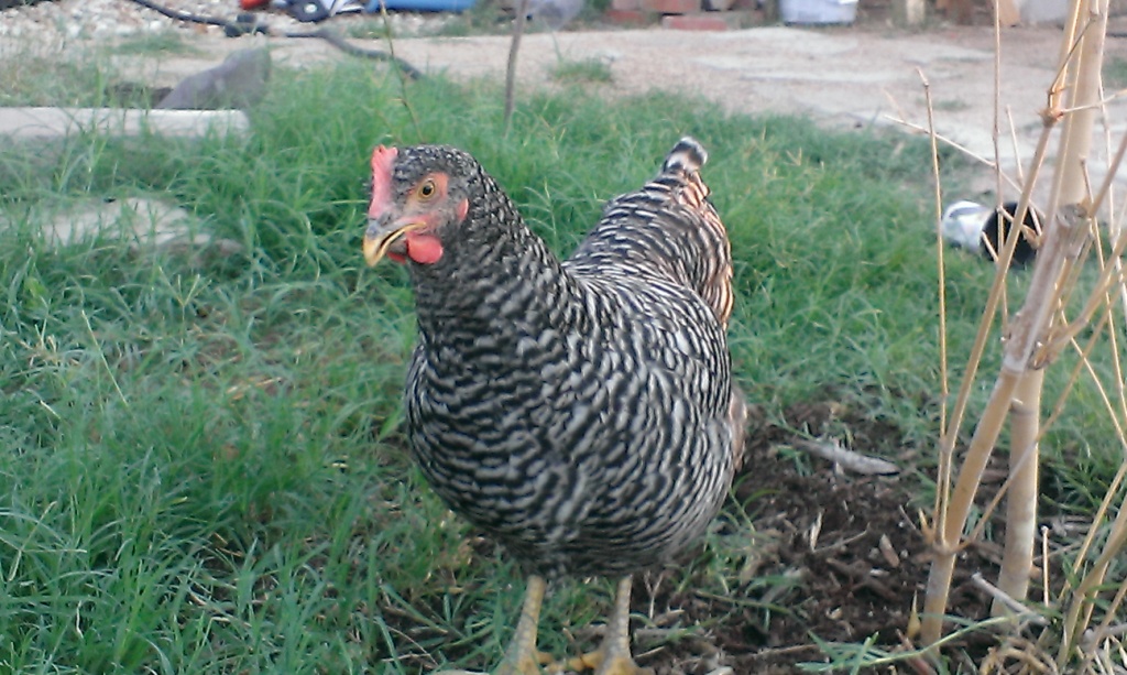 Darling - Barred Rock -  the Princess-in-waiting, Number 2 in the flock
