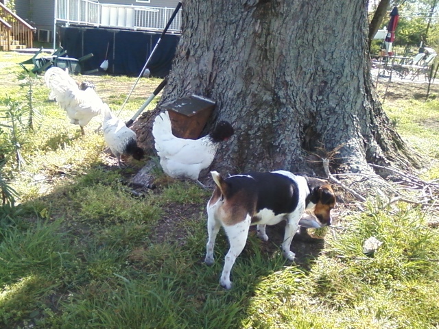 Darn chickens cant wait there turn  poor dog is trying to get a drink of water