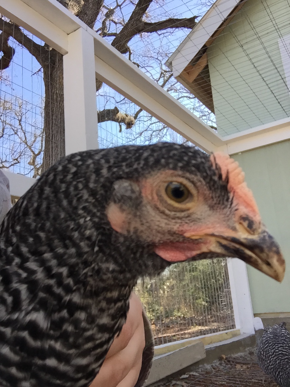 Darryl, the queen bee.