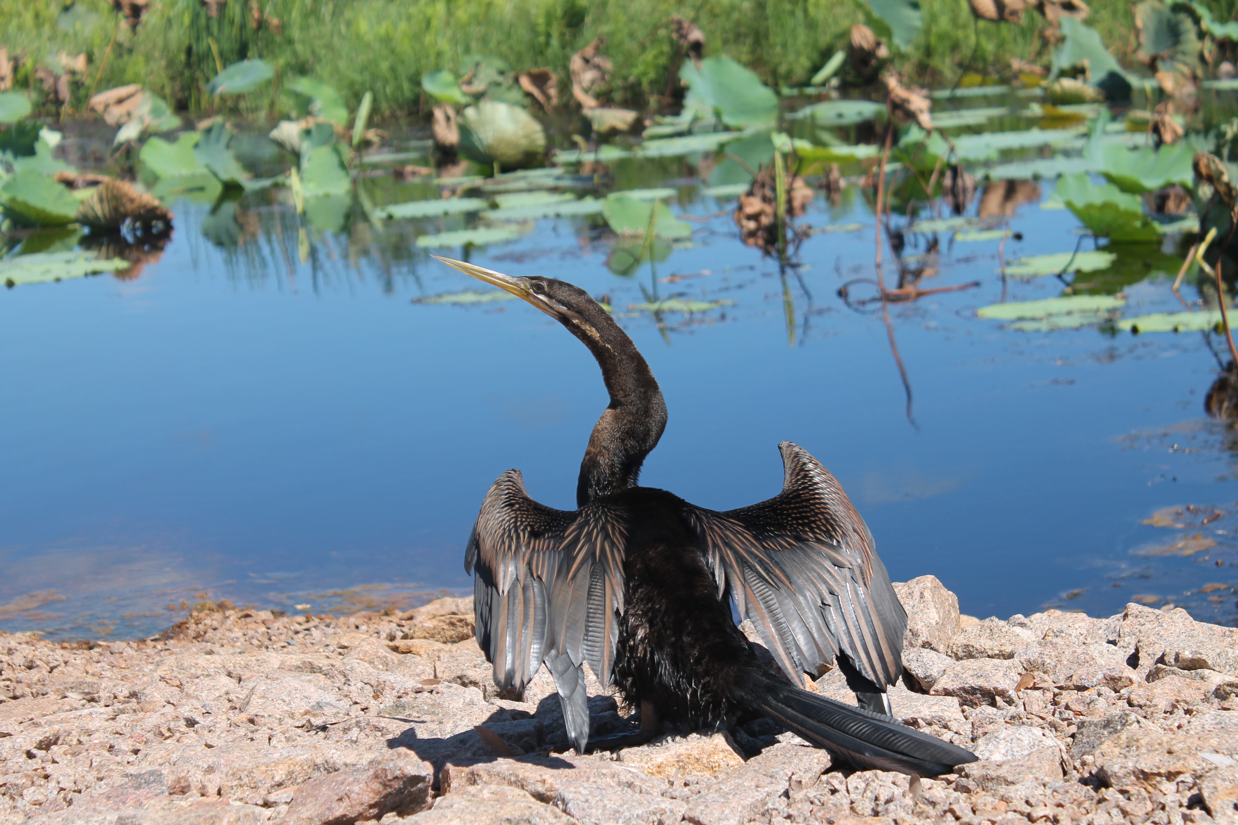 Darter