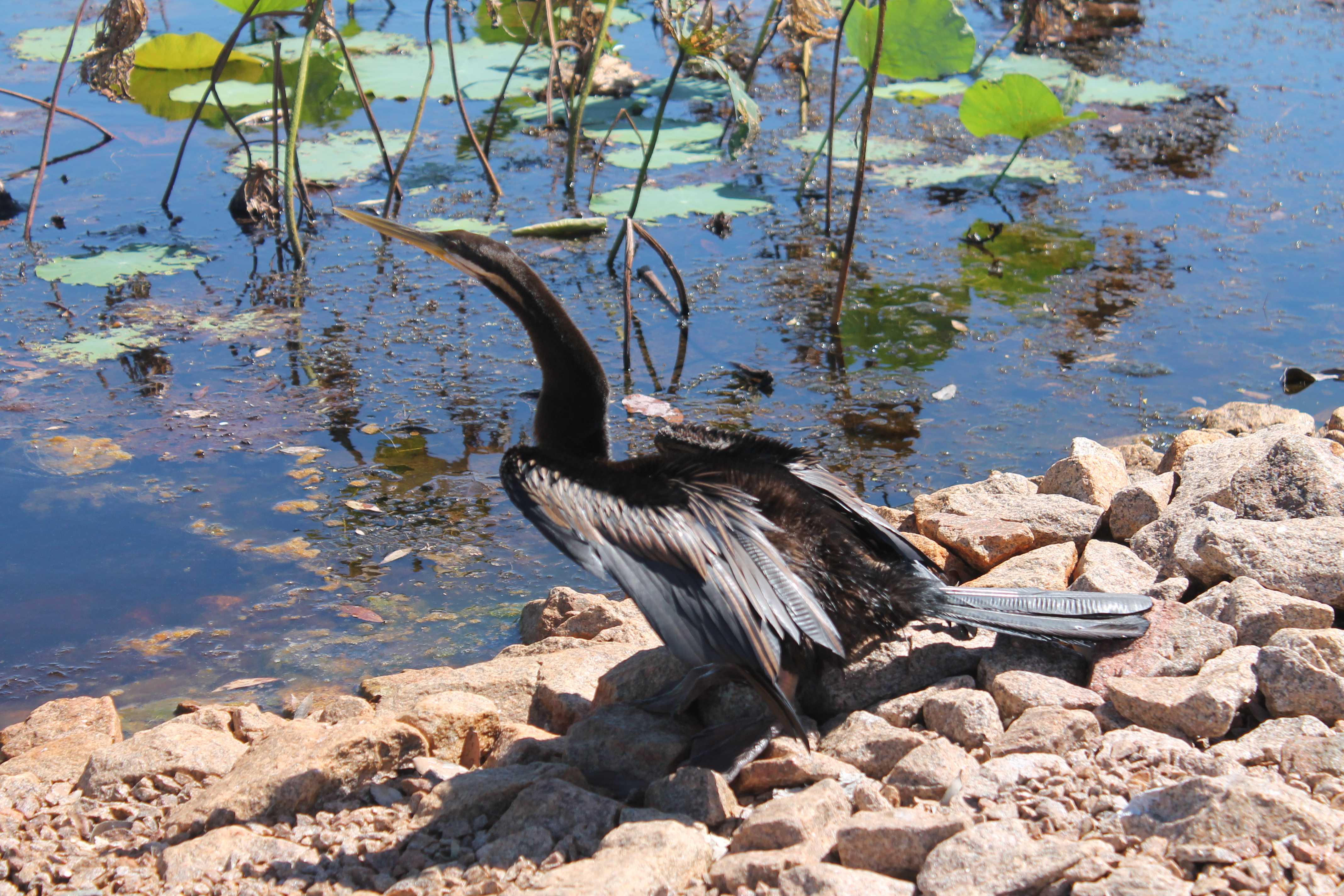 Darter