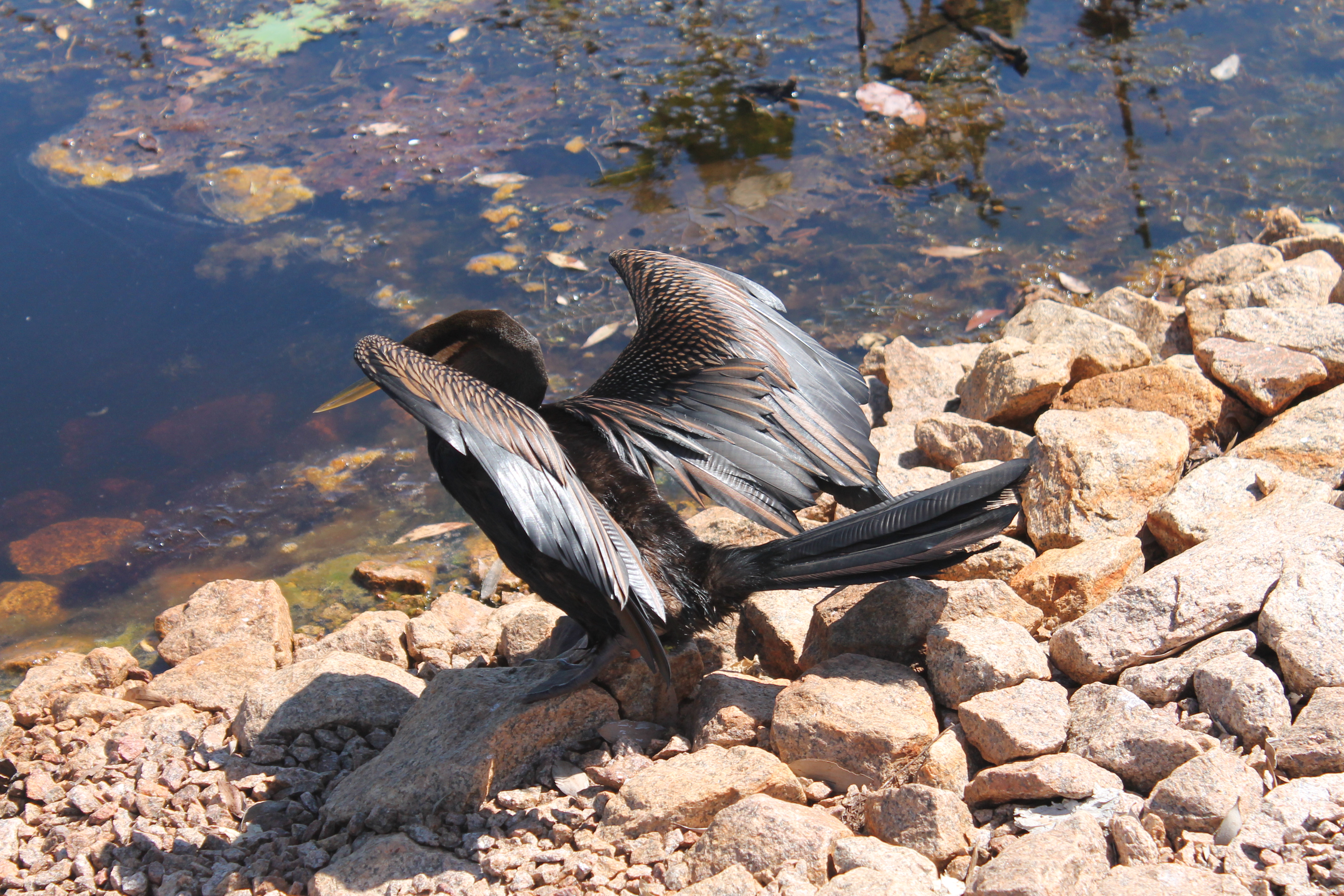 Darter