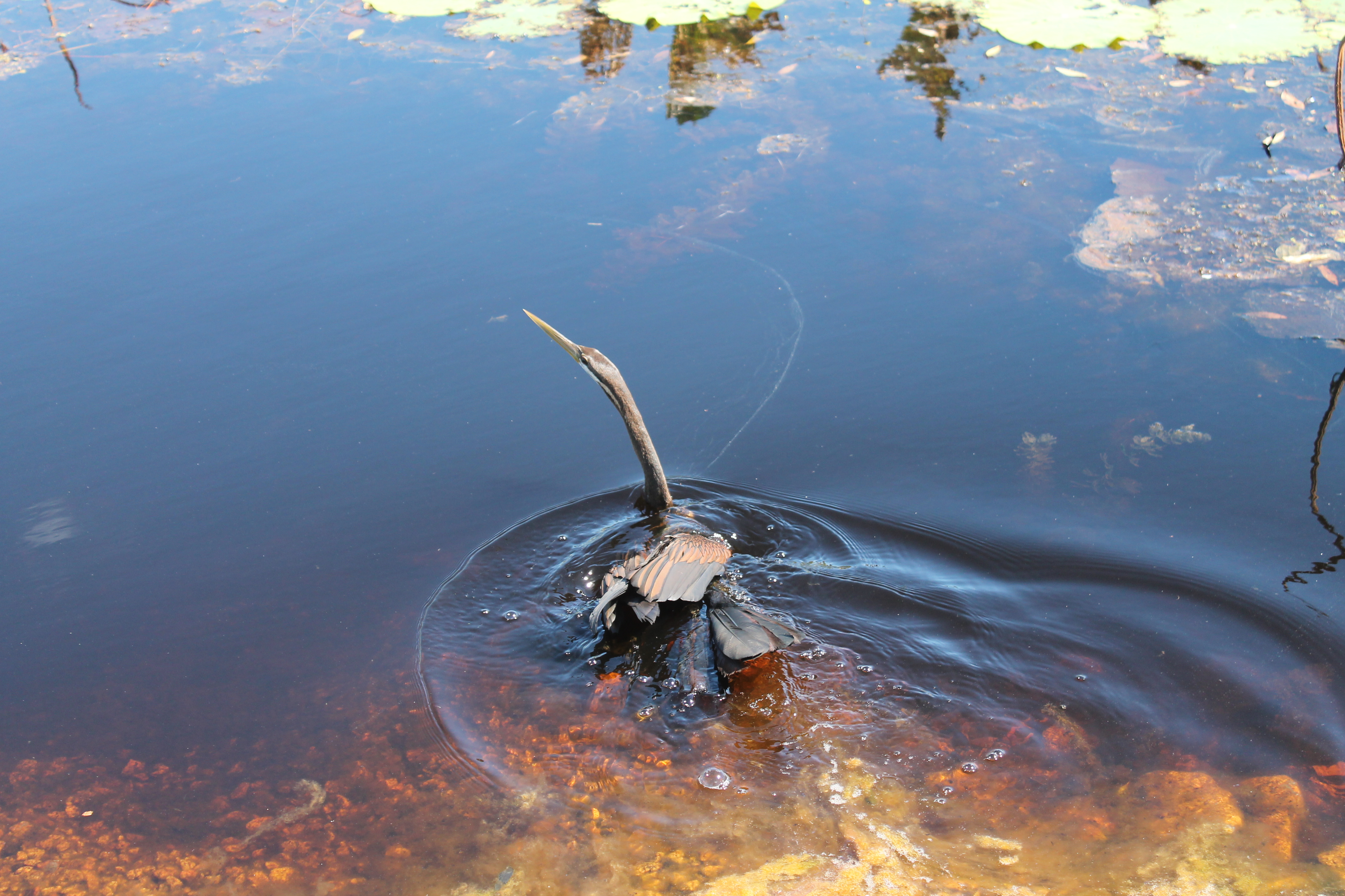 Darter