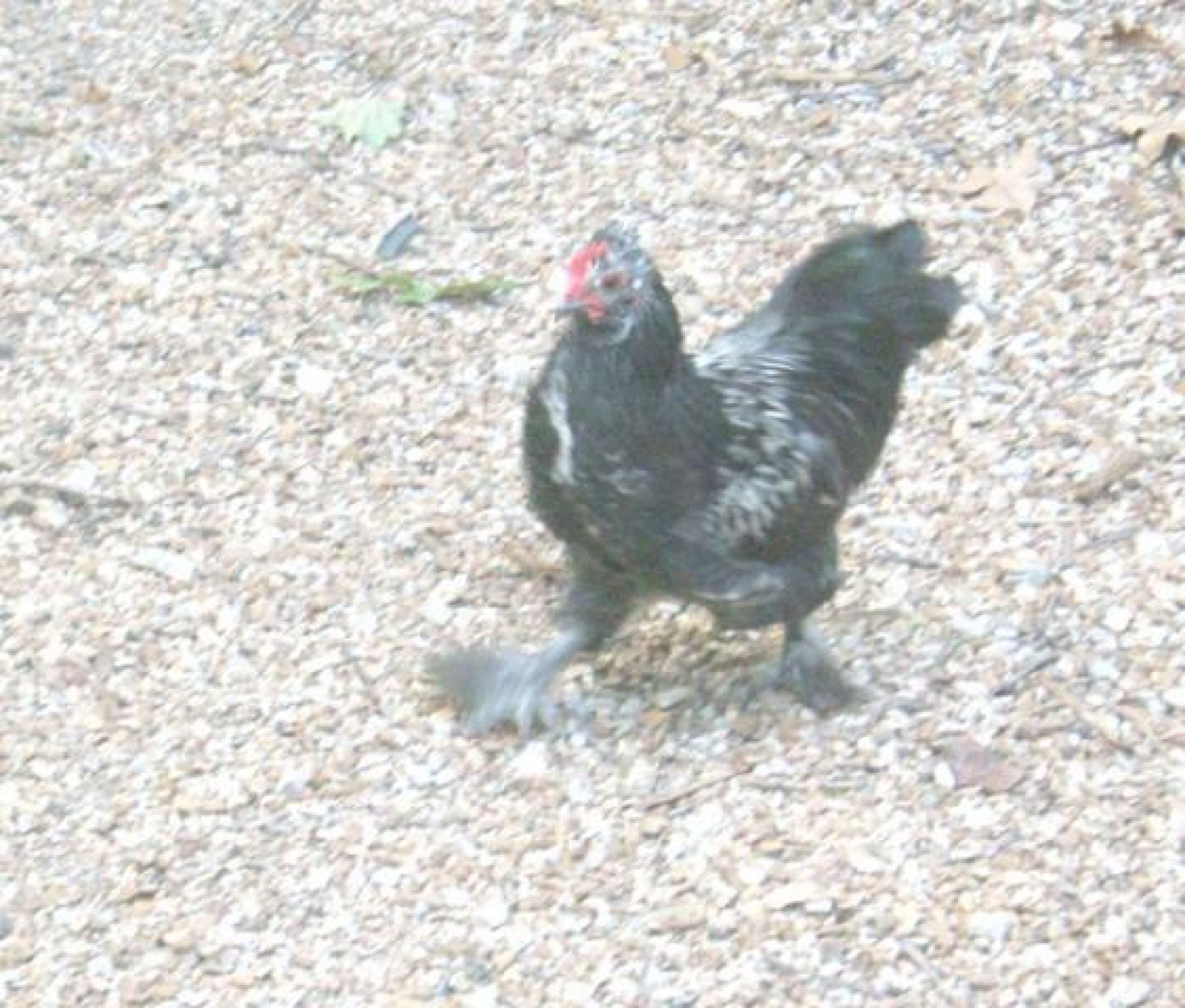 Darth Vader, an ornamental bantam, strutting around looking for something fun to do.