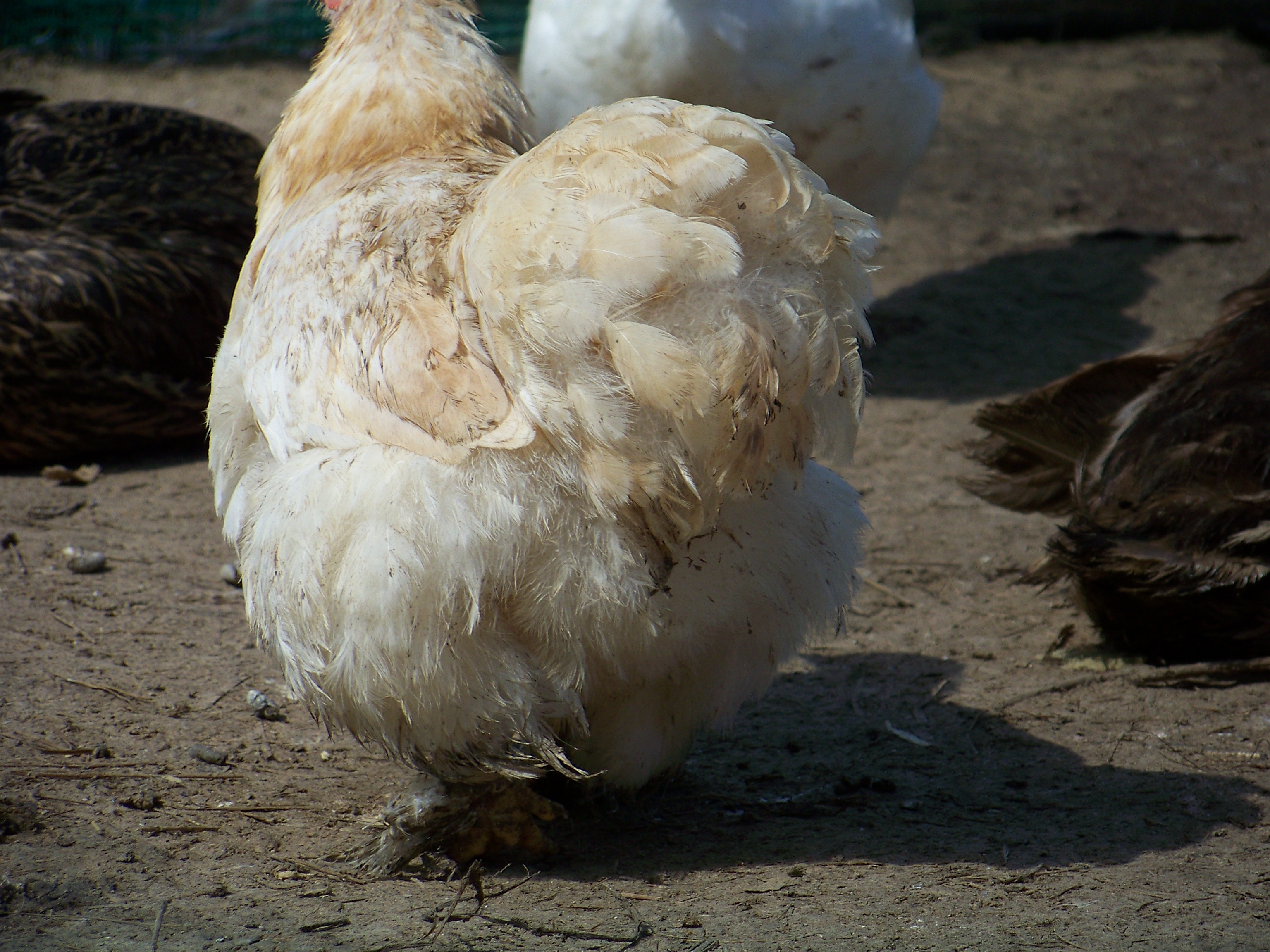 Dat booty! (Dolly - lemon barred Cochin bantam hen)