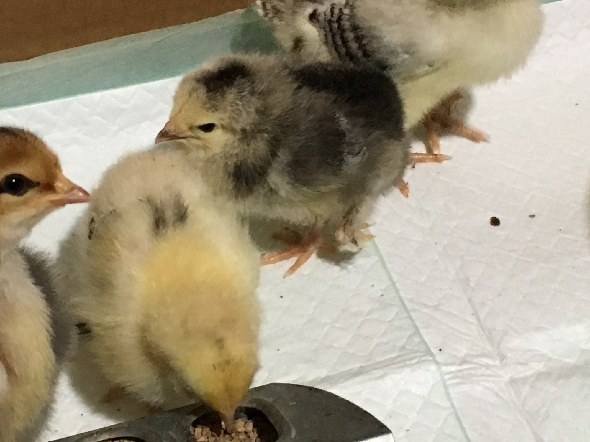 David “Hopalong” Cassidy, the light Brahma, and Miss Butterfly the Salmon Faverolle