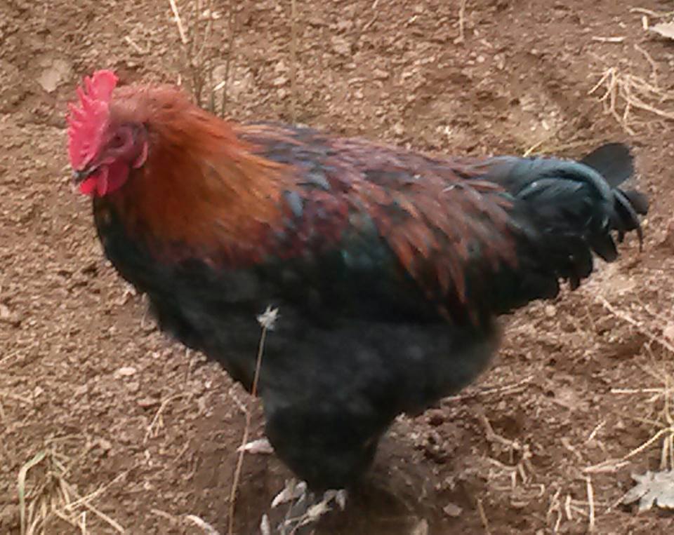 Davis X LP cockerel 5.5 months, molting