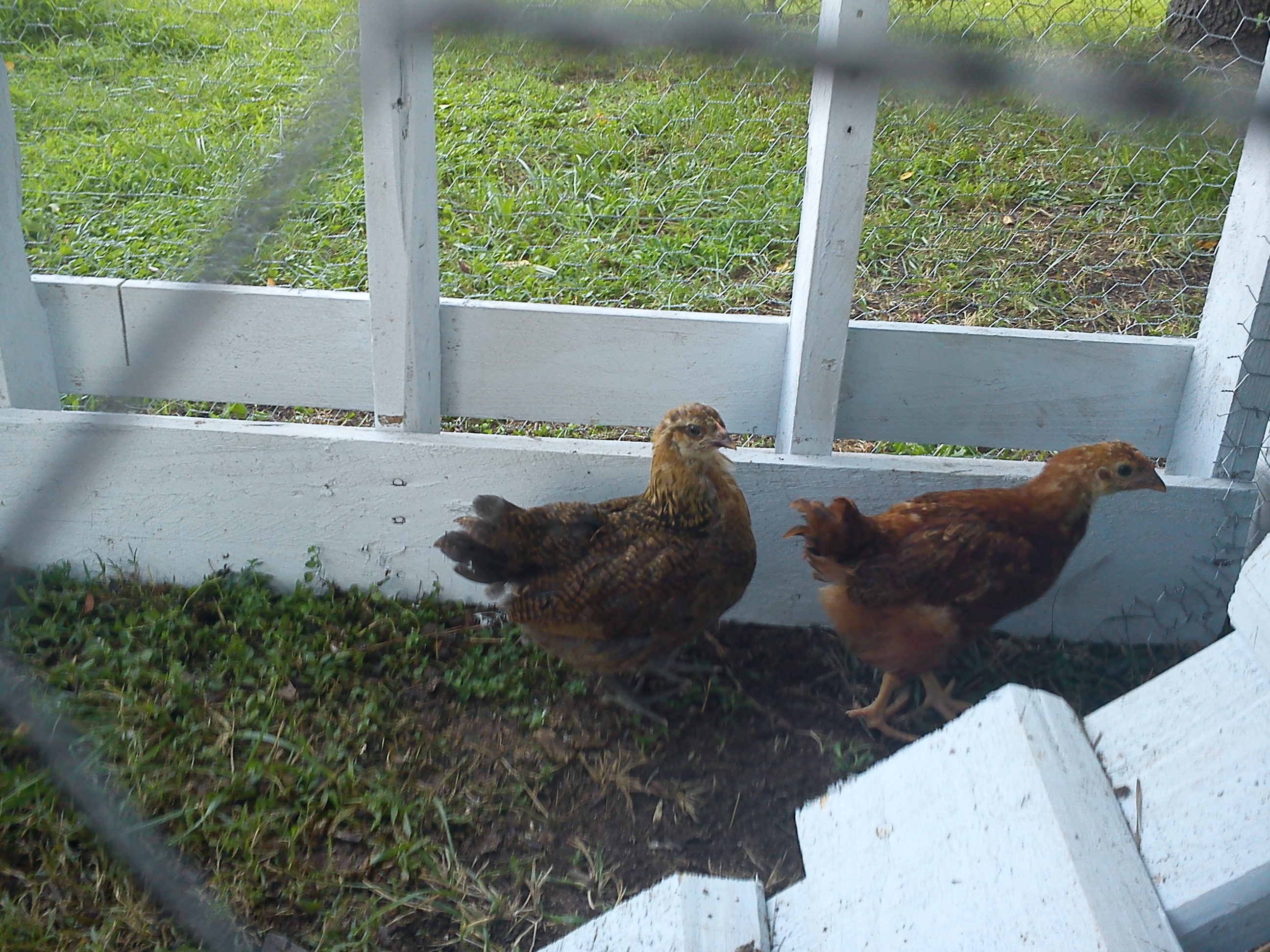 Dawn and Staley (Dawn is the RIR and Staley is the Green Legged Hatch)