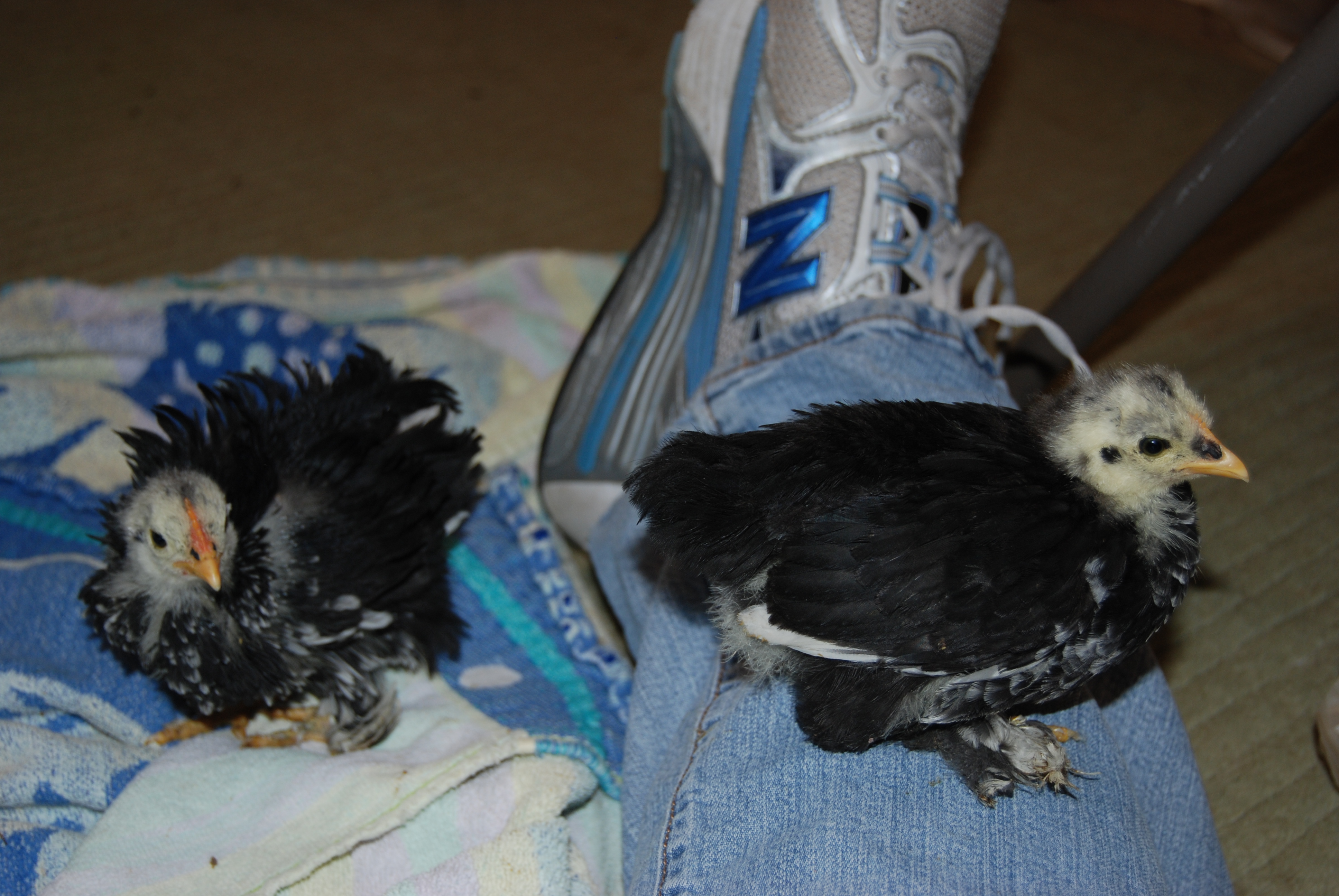 Dawn-left and Lillyanne-right 3 weeks old cochin with frizzle genes...one frizzle one not.