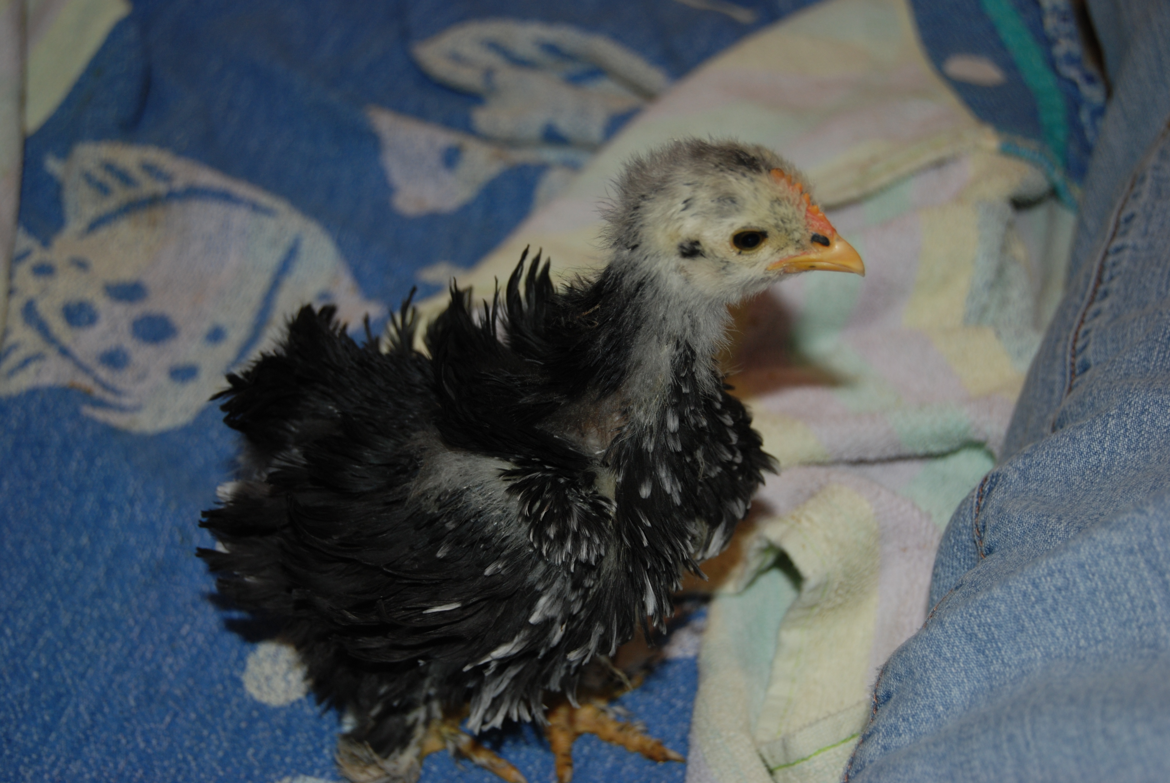Dawn looking over my leg at Lillyanne 3 wks.