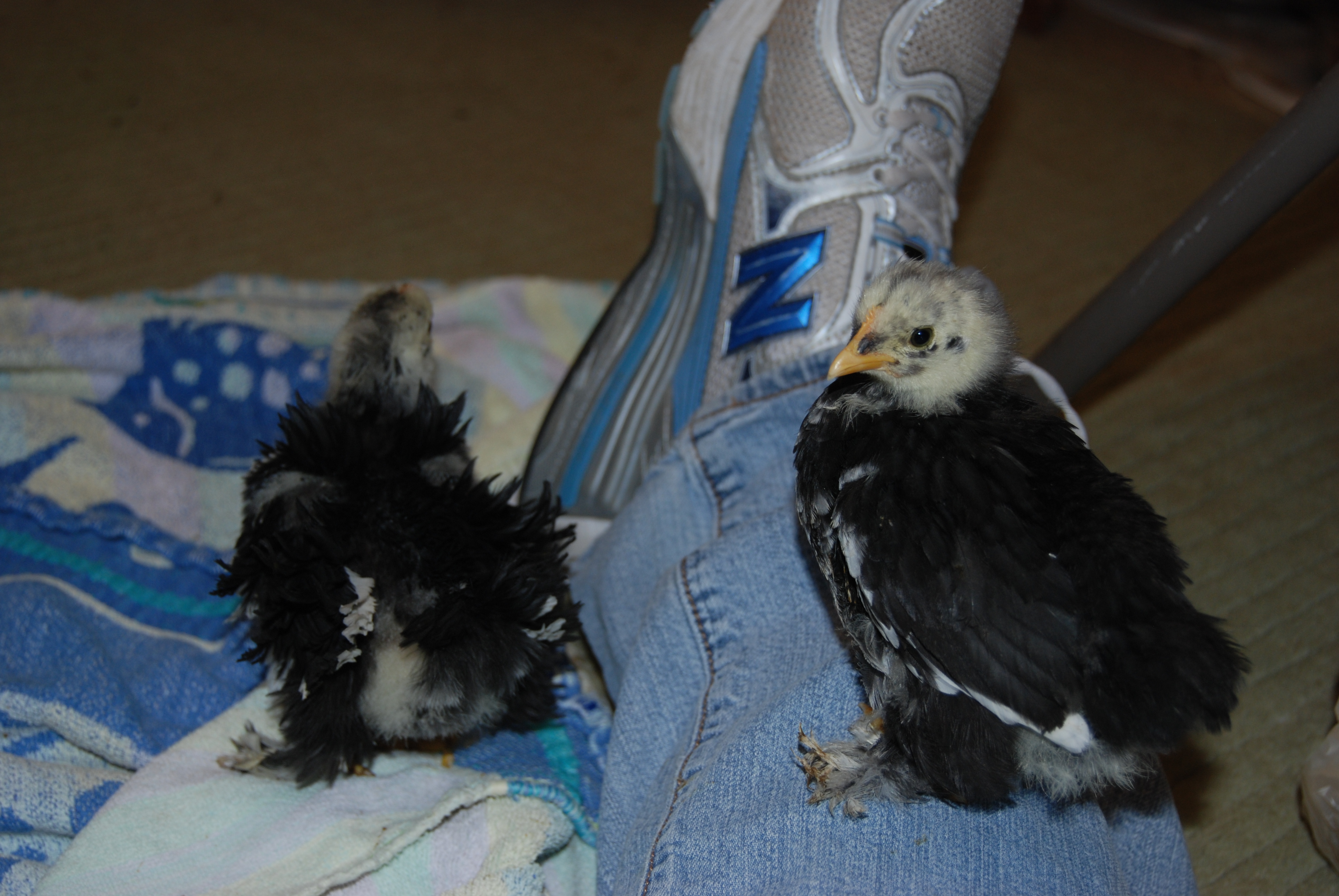Dawn on left and Lillyanne perched on my leg at 3 weeks.