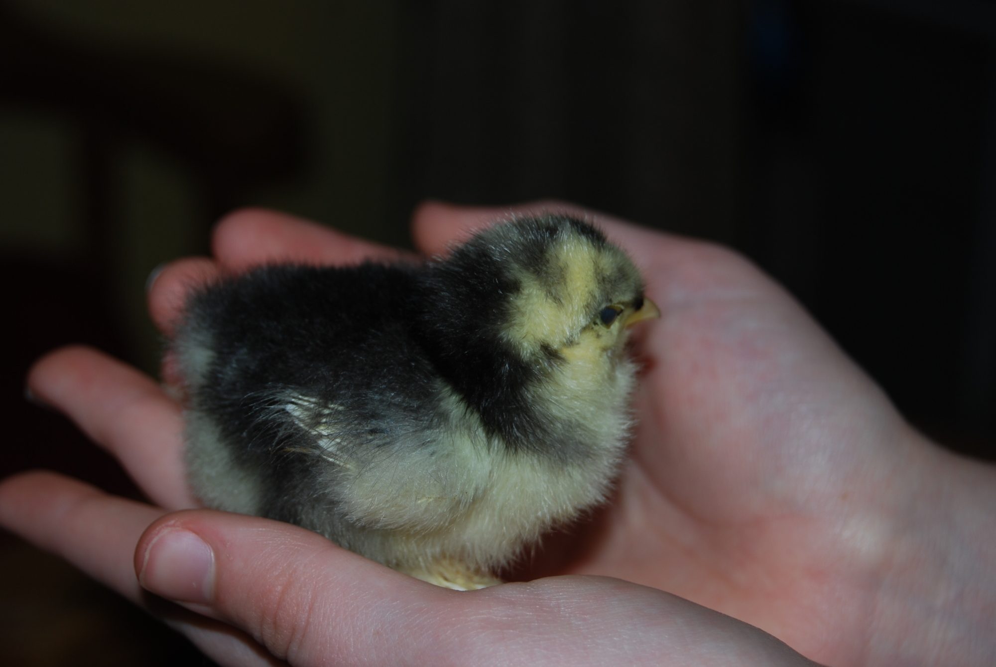 Dawn.  She woke me up at 4:30 a.m. when she hatched!  A day earlier than I expected and I did not have cage set up yet!  *grin* (frizzle)