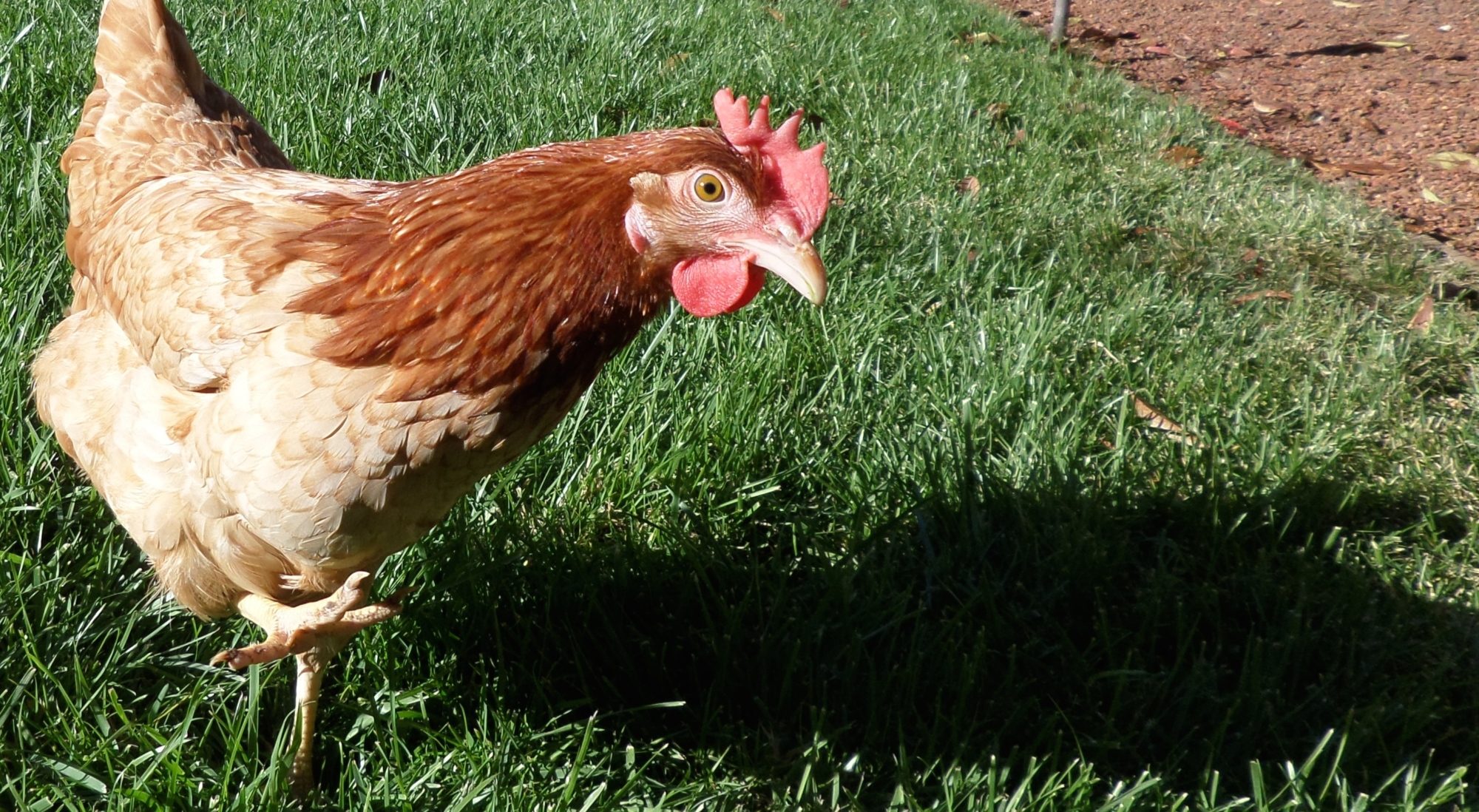 Dawn (short for McDawnold :3)