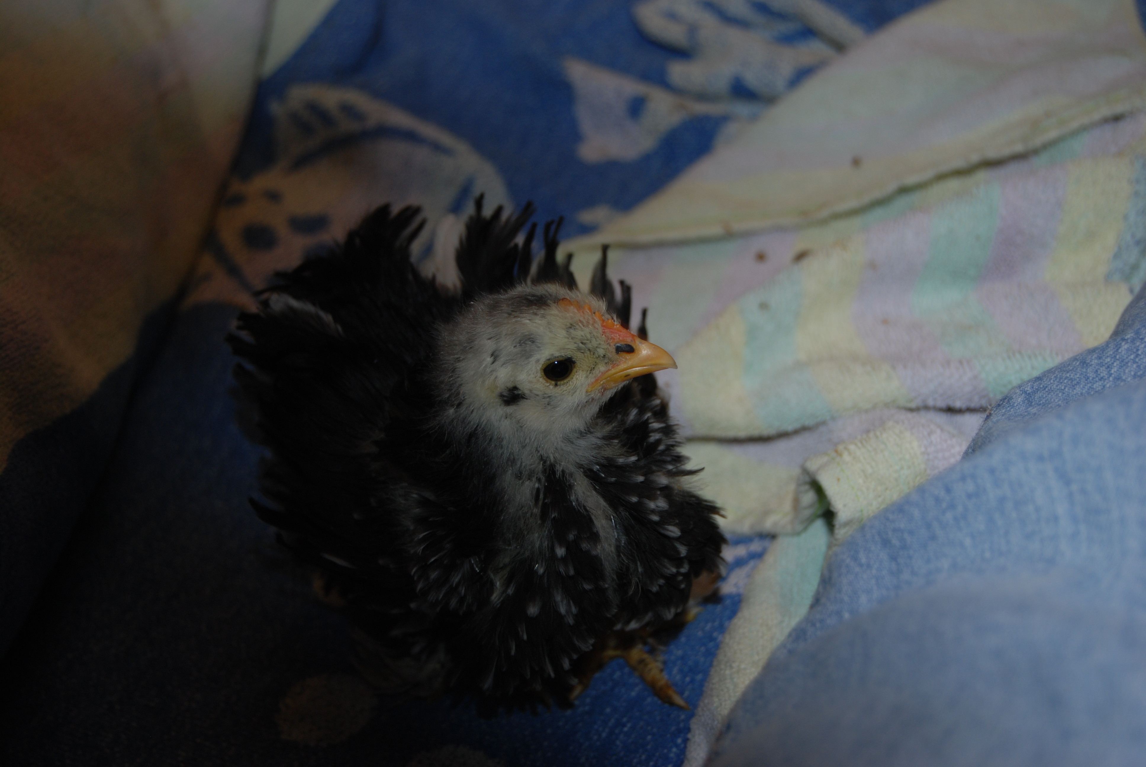 Dawn...spooked. 3 wks.