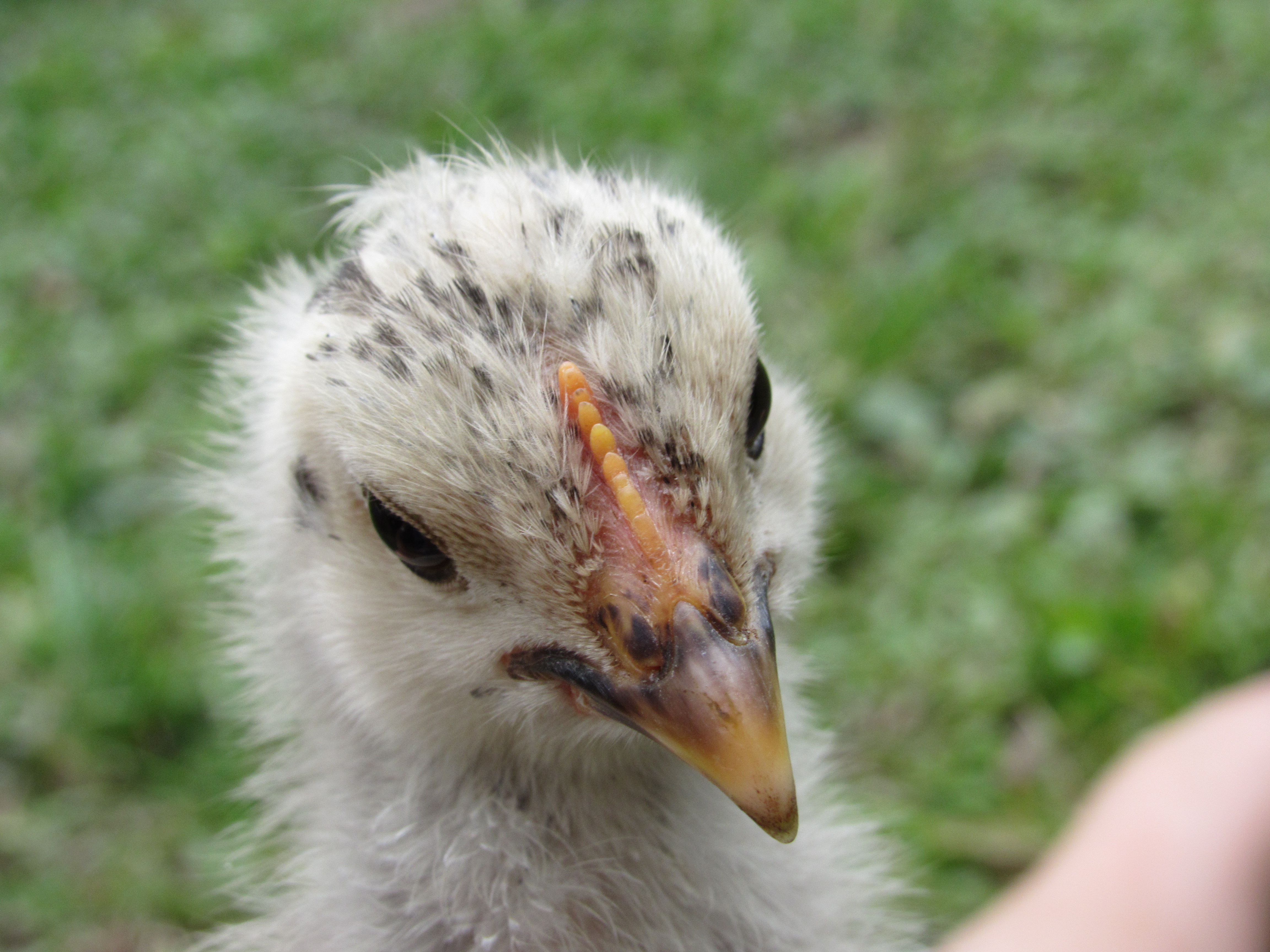 Dawn The Chick