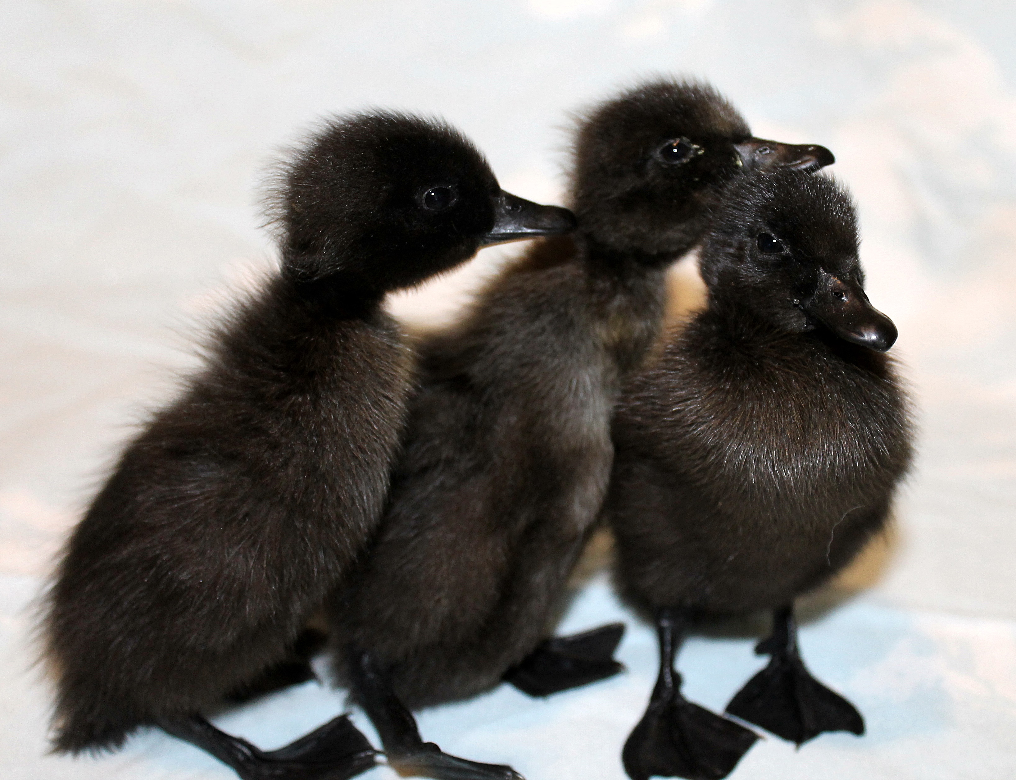 Day 1.
2 ducks, 1 drake.
Black Cayuga Ducks.