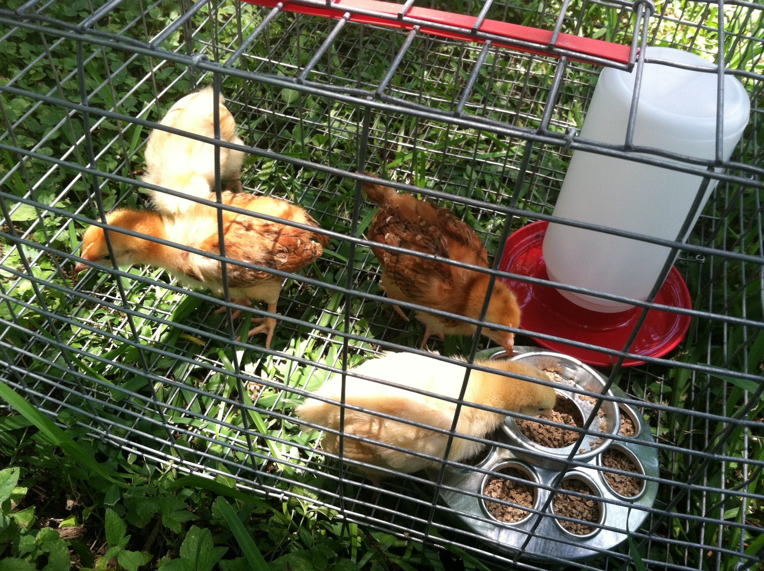 Day 1, 6/7/13. Temporary house