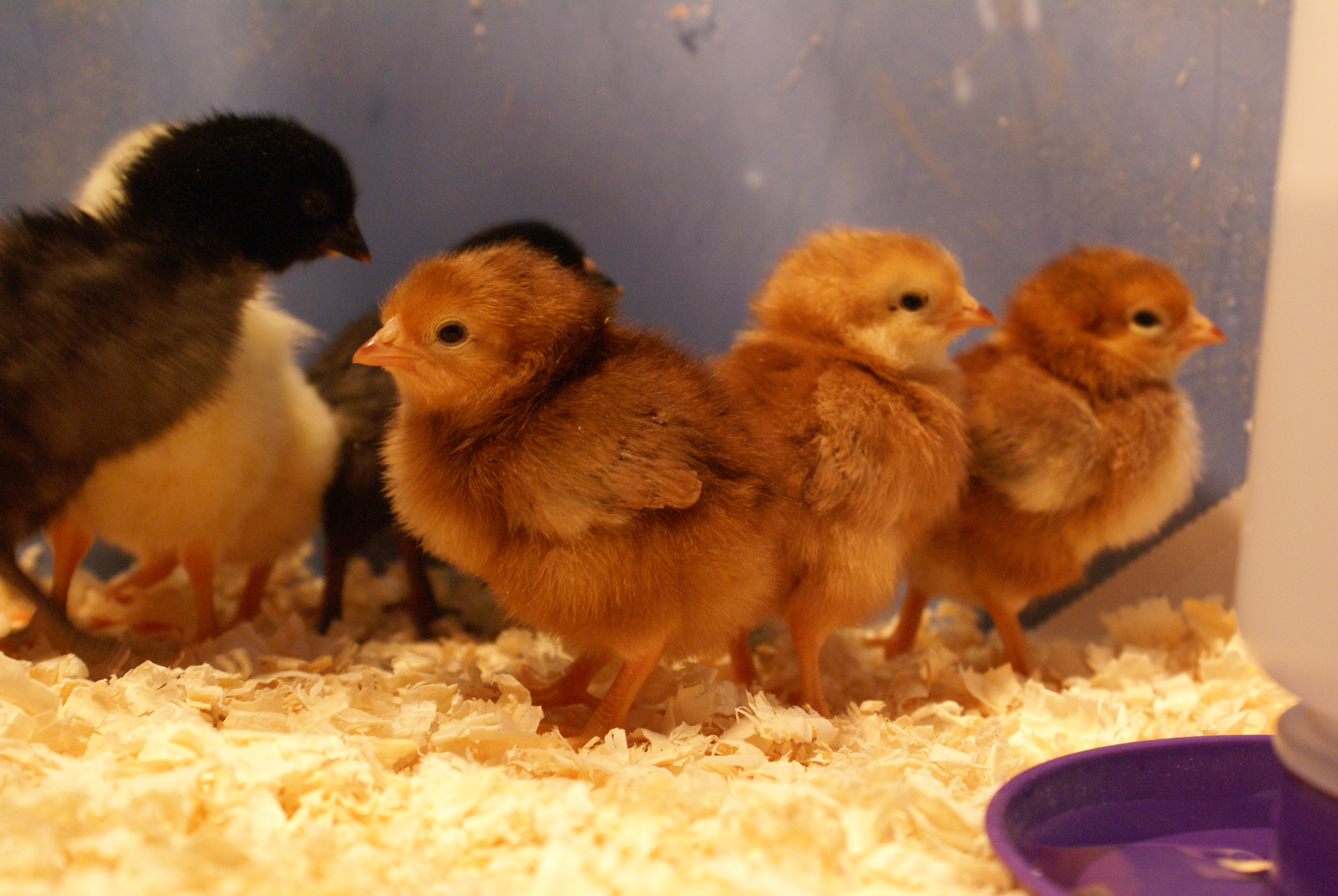 Day 1 in comes a Black SL