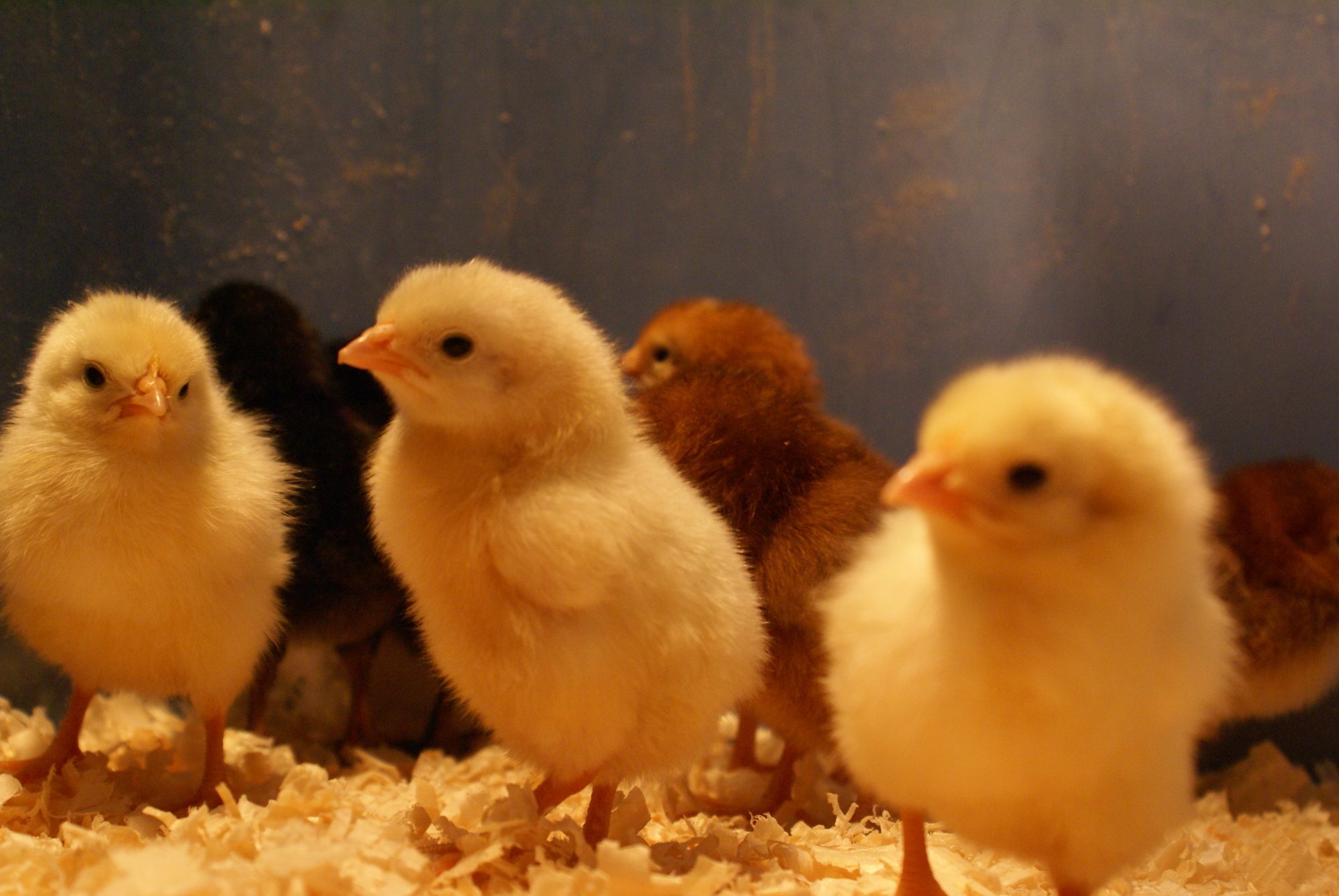 Day 1 not missing out the third White Leghorn