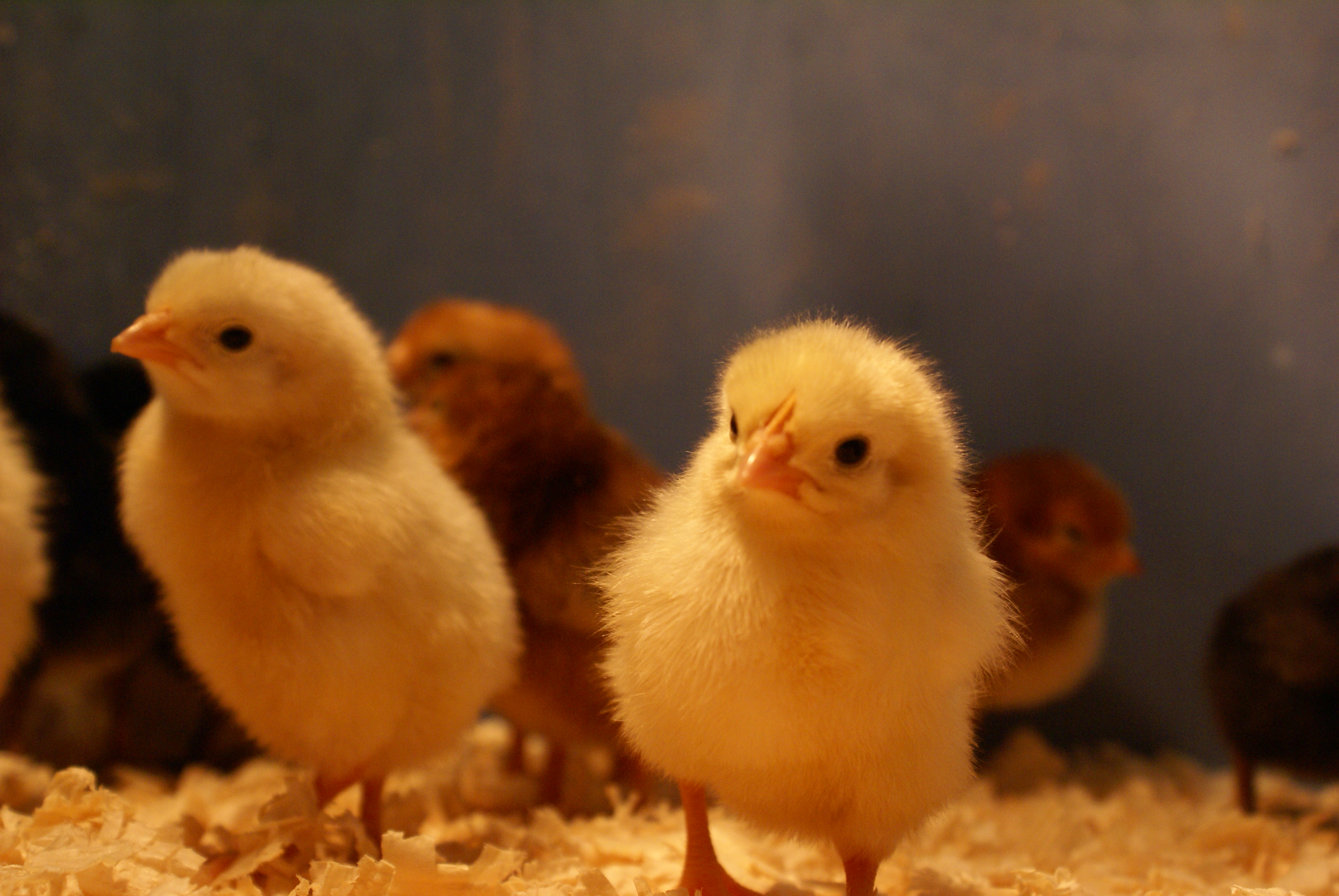 Day 1 of our first Chicks White Leghorns