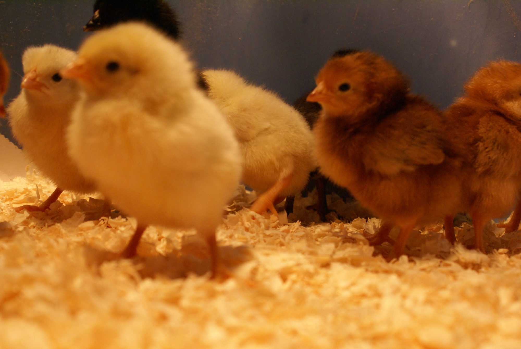 Day 1 of the Chicks White Leghorns and RIR