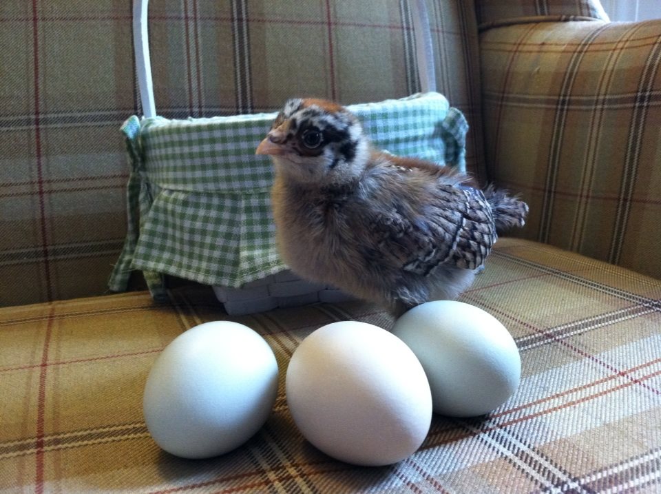 Day 12, Clara and the Easter Eggs