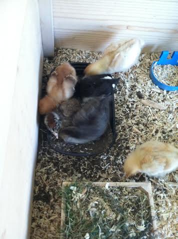 Day 14, dust bathing