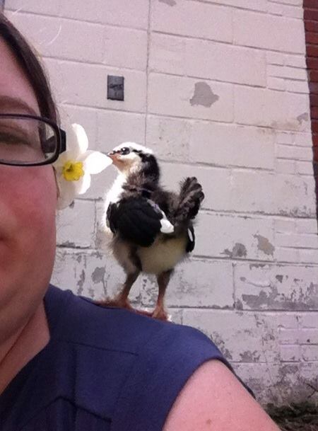 Day 15, Morgaine checking out my daffodil on her first day out