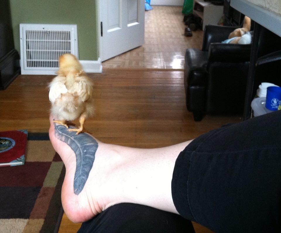 Day 16, Amelia perched on my feather foot