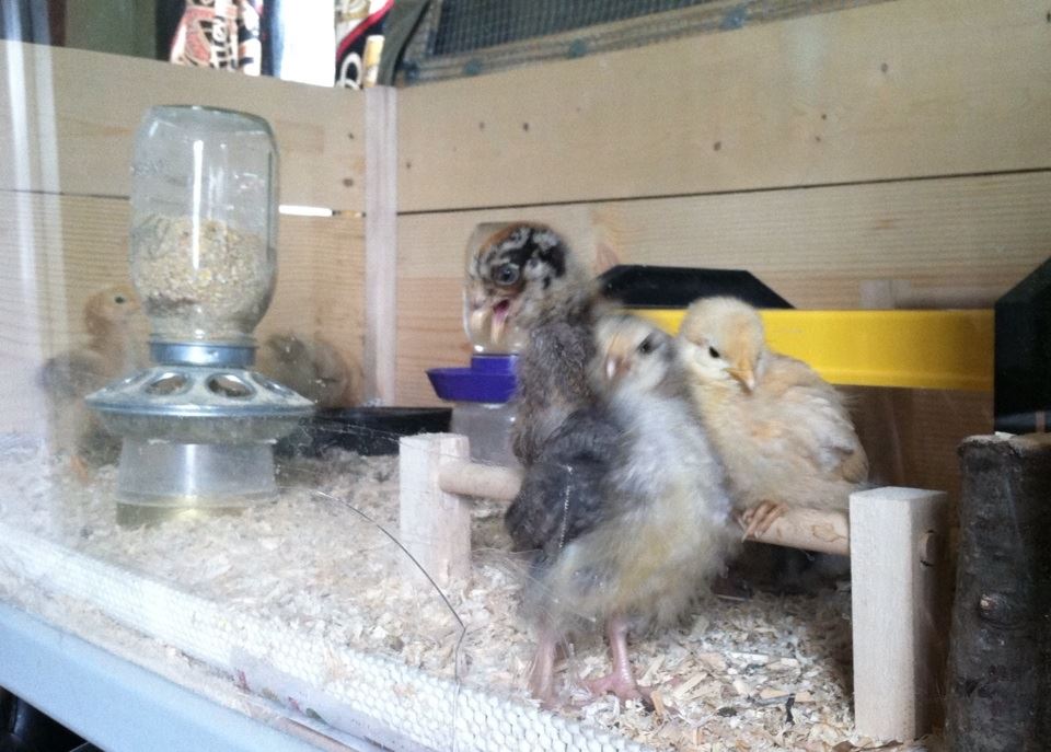 Day 18, Little Dorking and Baby Buff interrupting Clara's perching time for a photo op